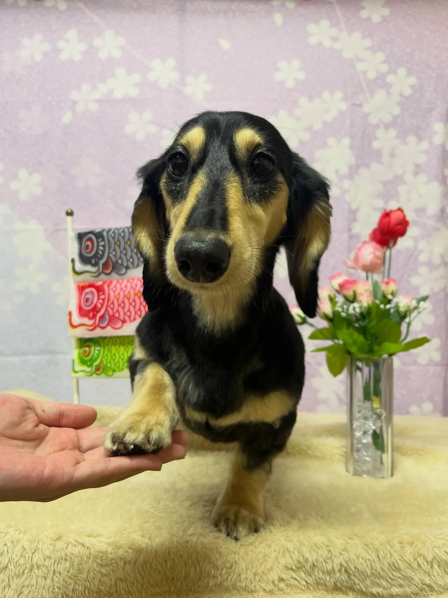 🍃今日のトリミング🍃ダックス🐶｜名東区・千種区・守山区の動物...