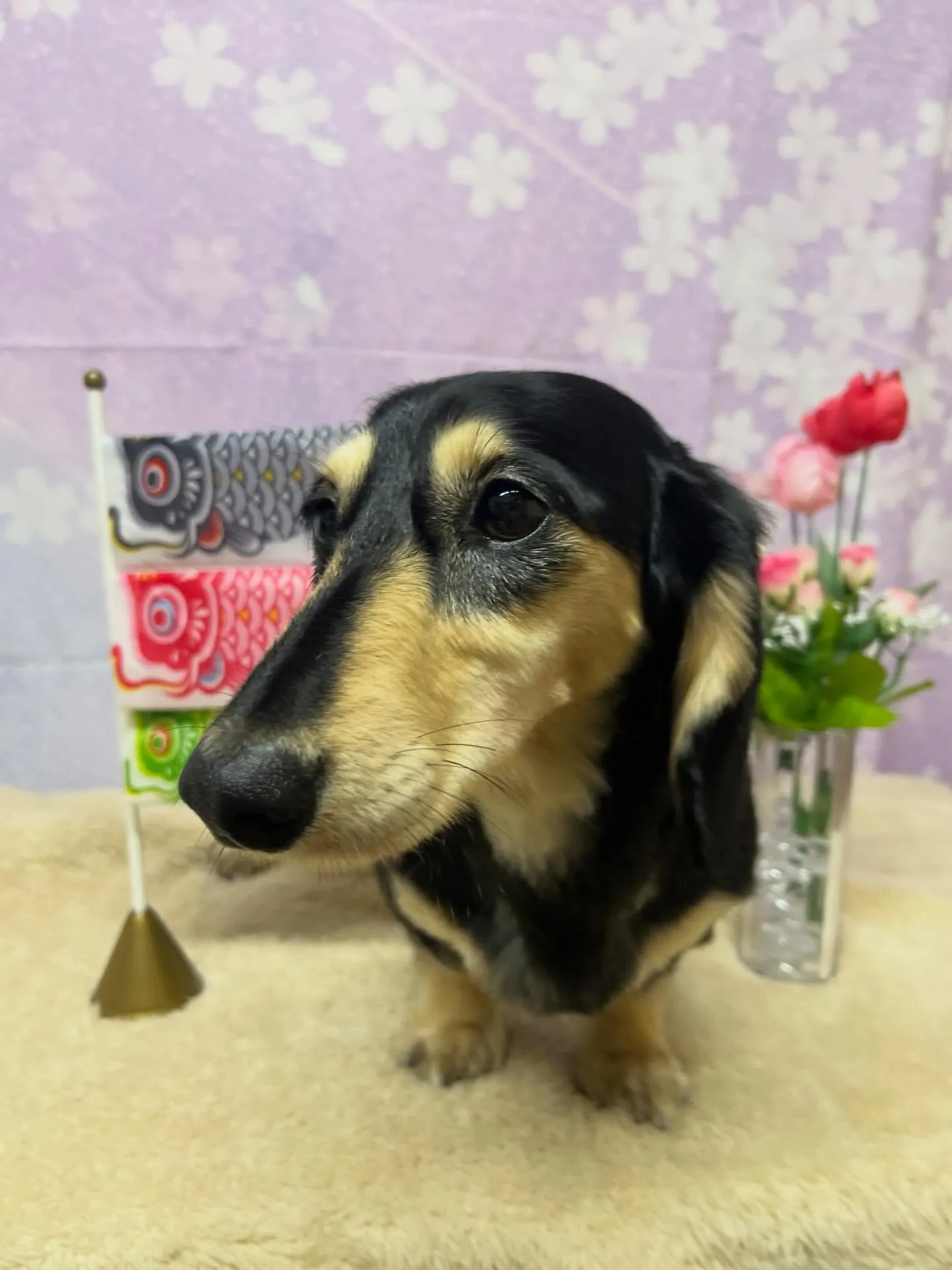 🍃今日のトリミング🍃ダックス🐶｜名東区・千種区・守山区の動物...