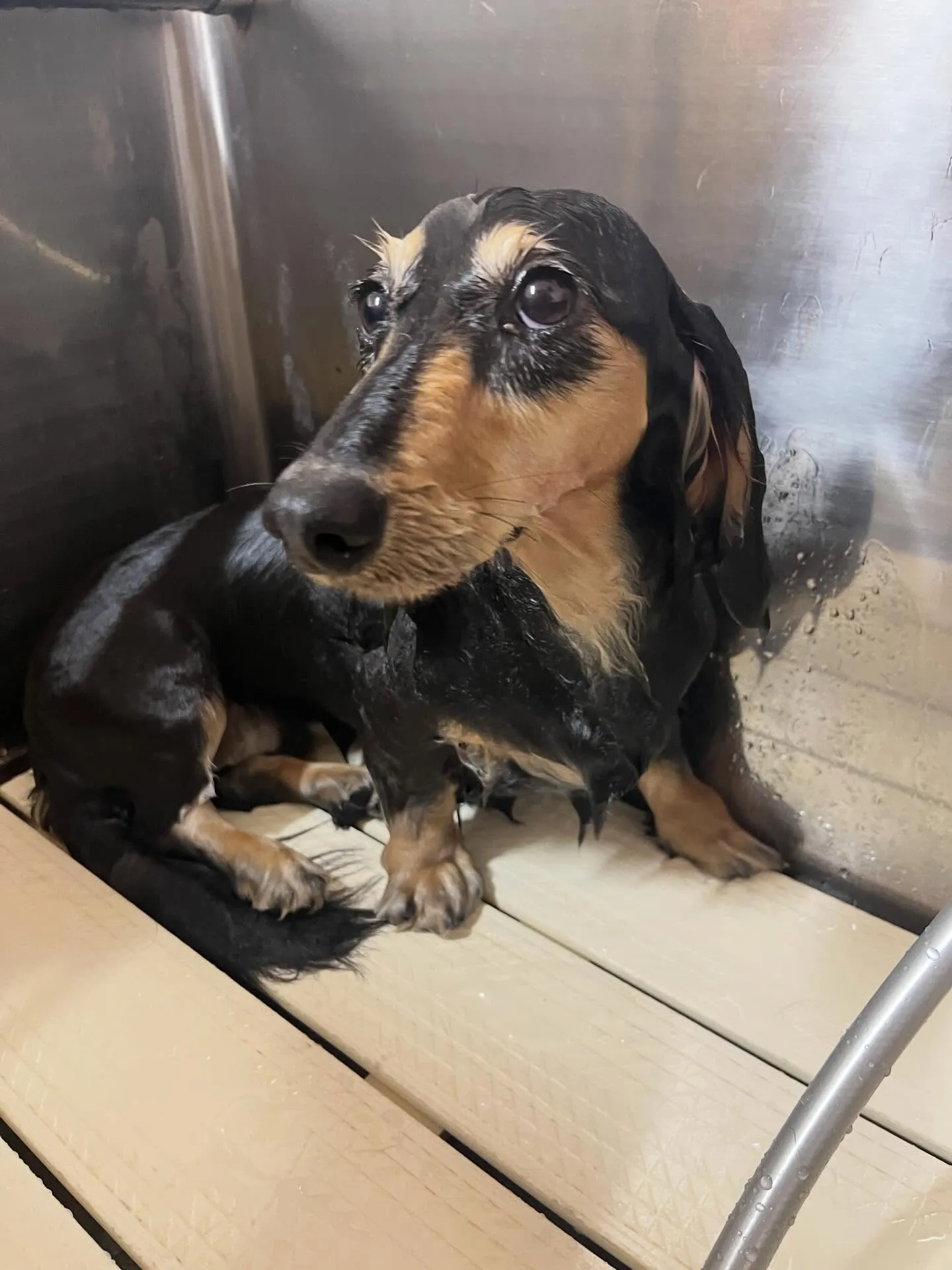 🍃今日のトリミング🍃ダックス🐶｜名東区・千種区・守山区の動物...