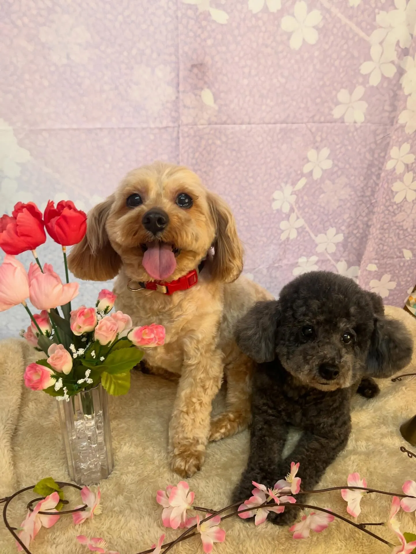 🍃4/21のトリミング🍃プードル🐶ミックス犬🐶｜名東区・千種...