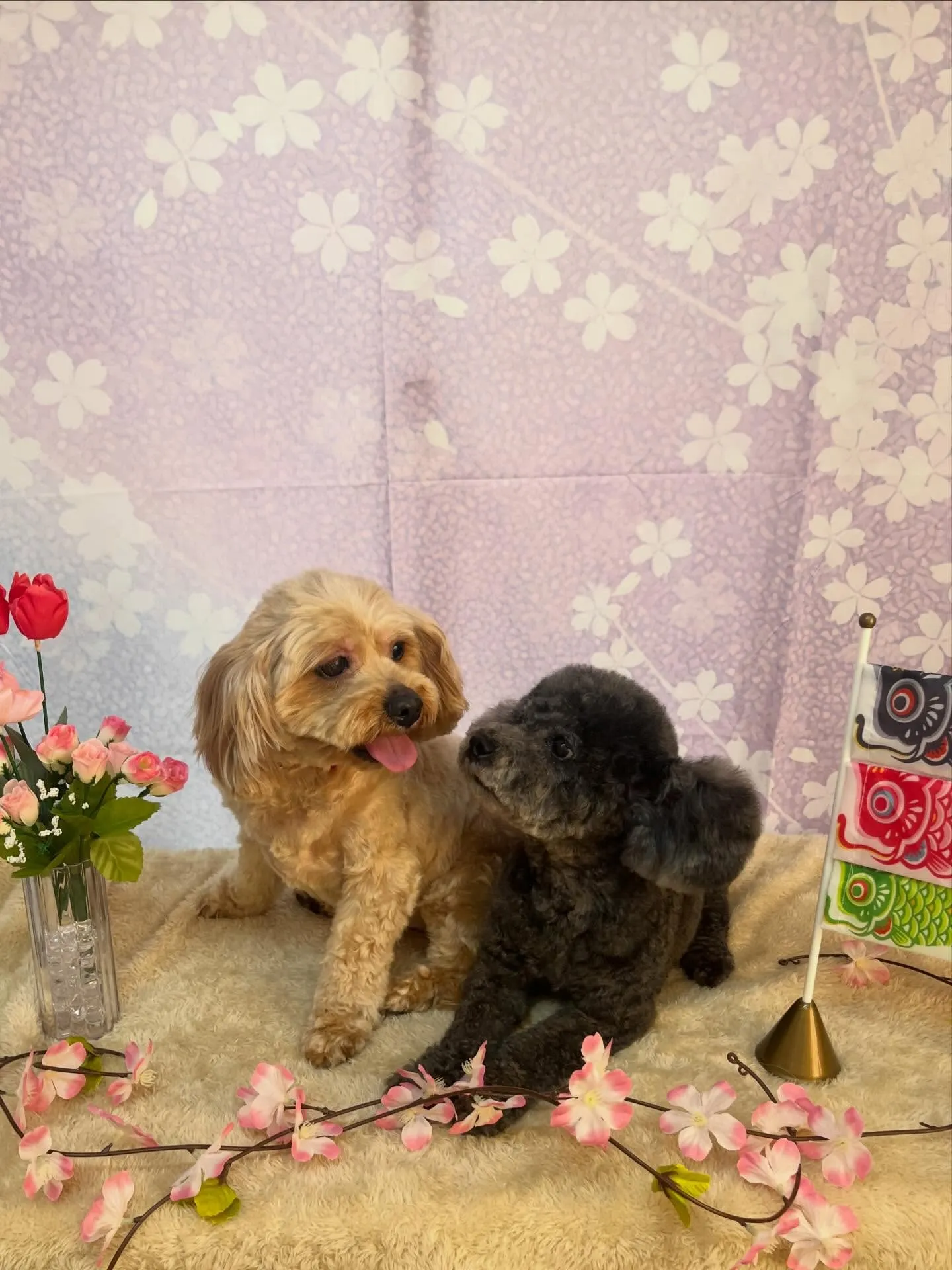 🍃4/21のトリミング🍃プードル🐶ミックス犬🐶｜名東区・千種...