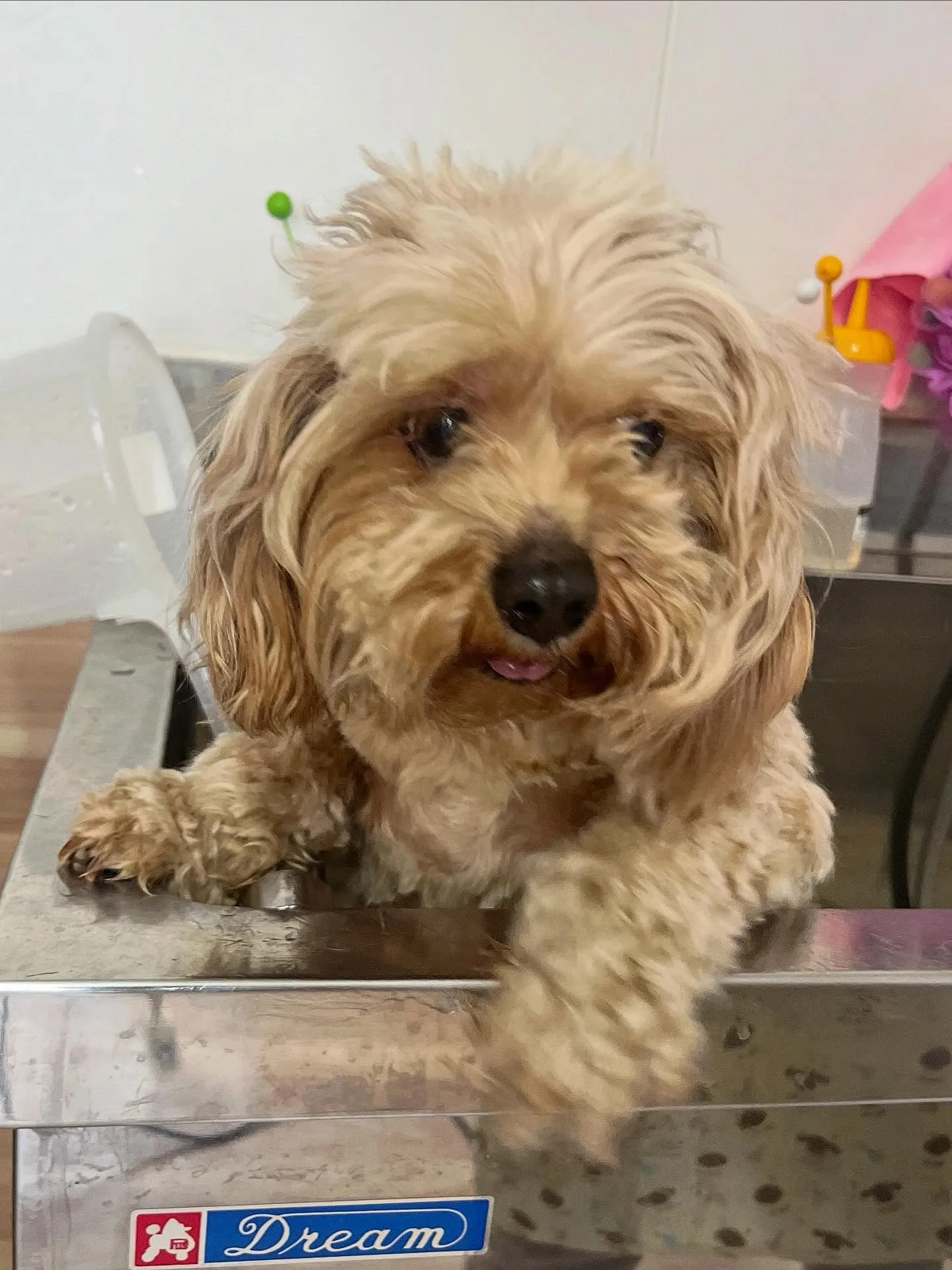 🍃4/21のトリミング🍃プードル🐶ミックス犬🐶｜名東区・千種...