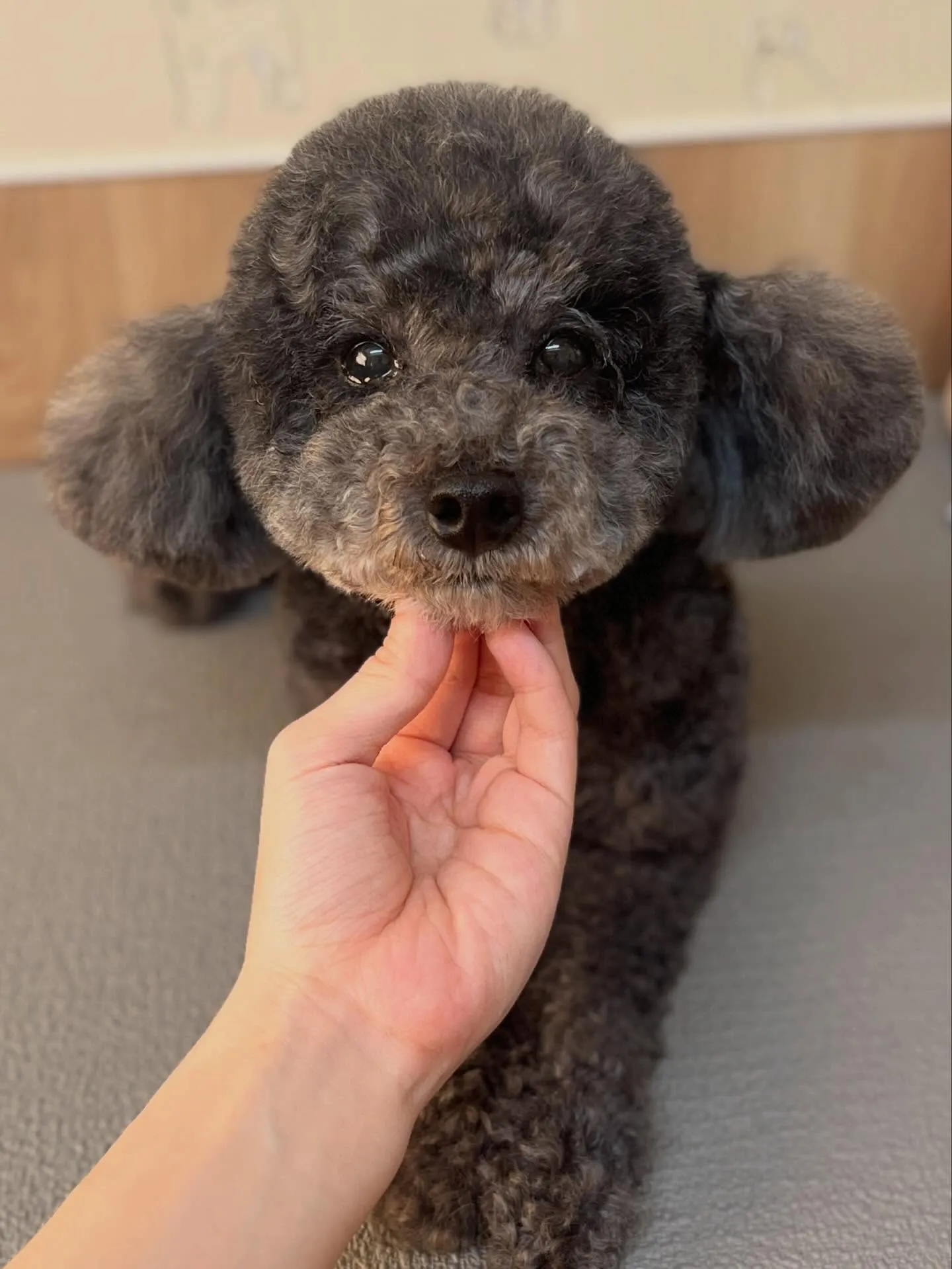 🍃4/21のトリミング🍃プードル🐶ミックス犬🐶｜名東区・千種...