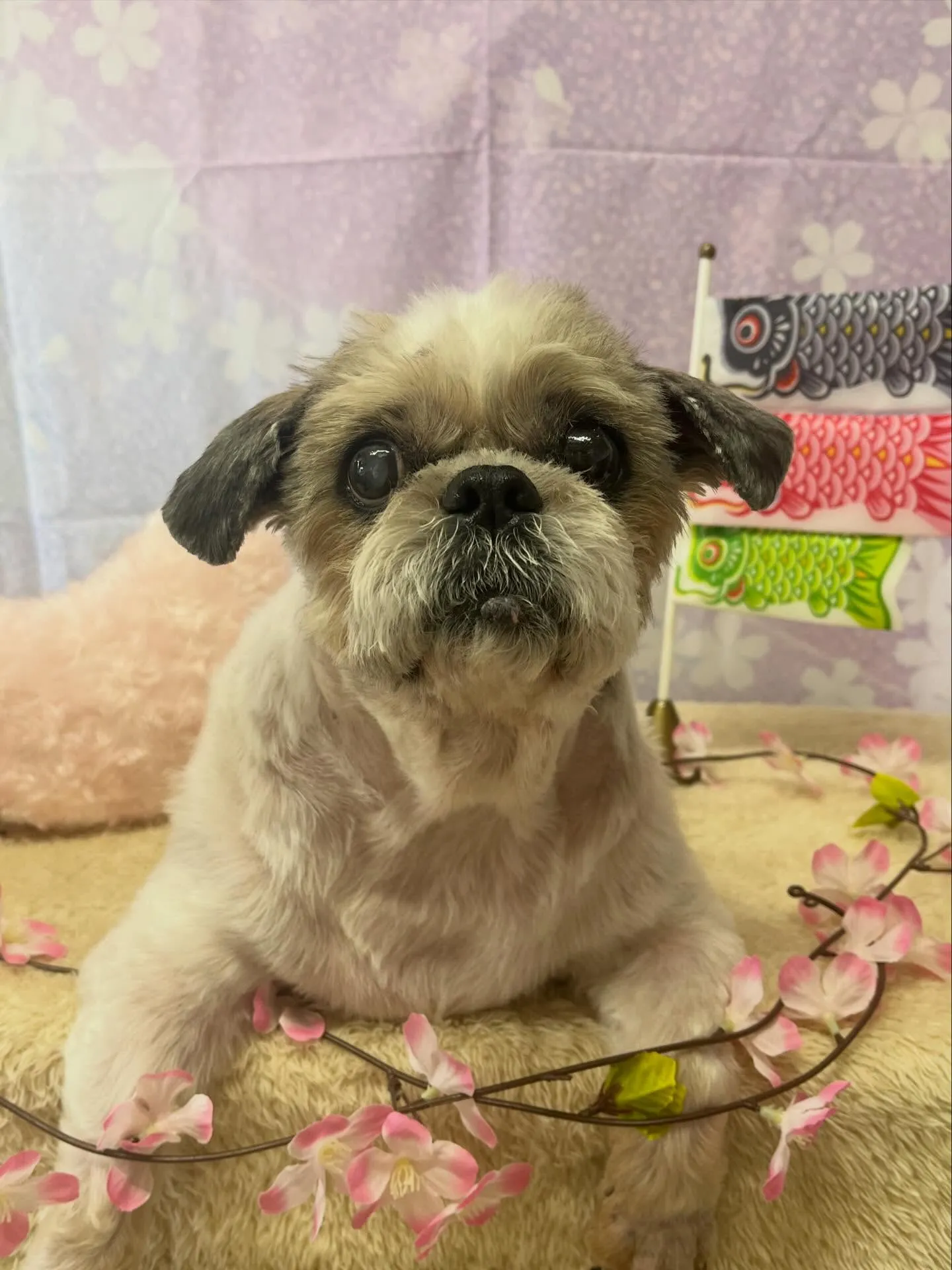 🍃4/21のトリミング🍃シーズー🐶｜名東区・千種区・守山区の...