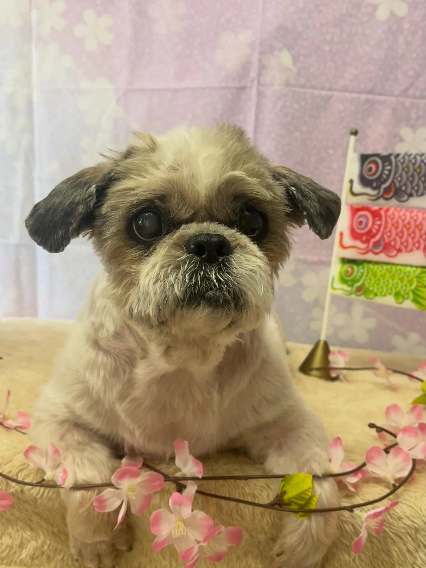 🍃4/21のトリミング🍃シーズー🐶｜名東区・千種区・守山区の...