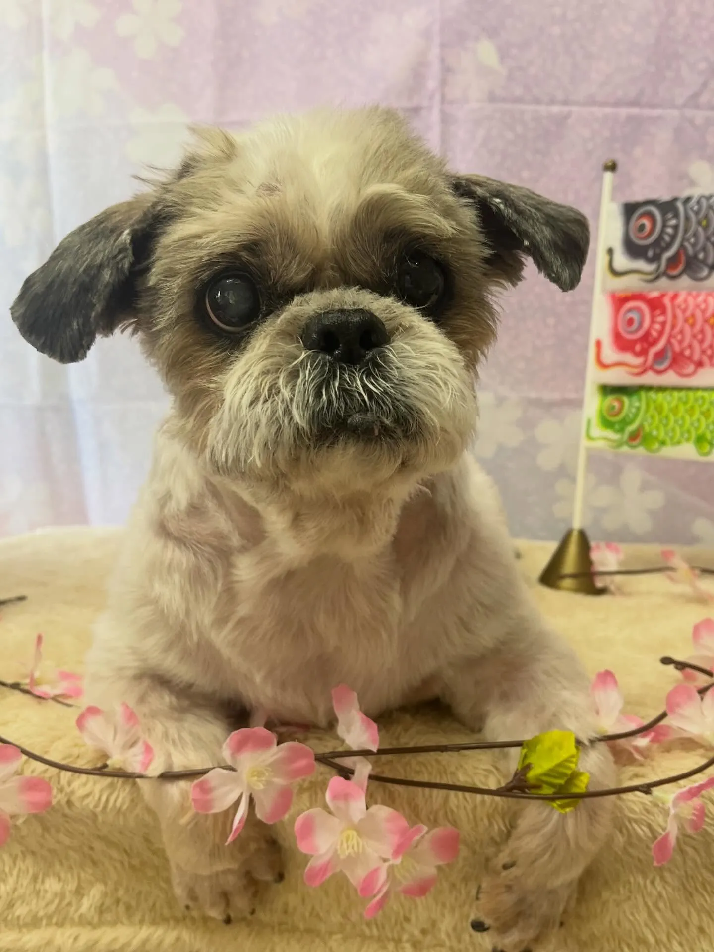 🍃4/21のトリミング🍃シーズー🐶｜名東区・千種区・守山区の...