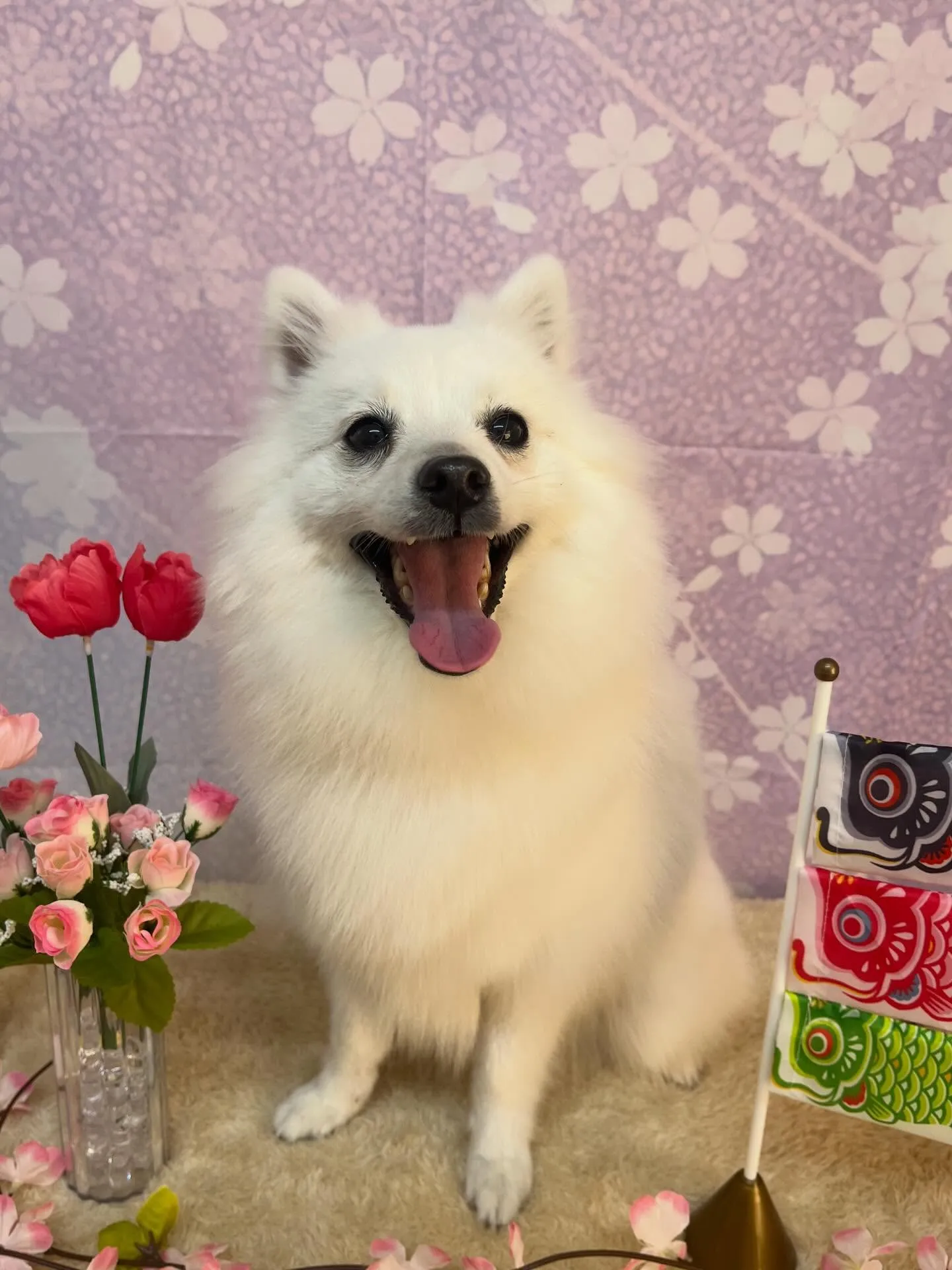 🍃4/21のトリミング🍃日本スピッツ🐶｜名東区・千種区・守山...