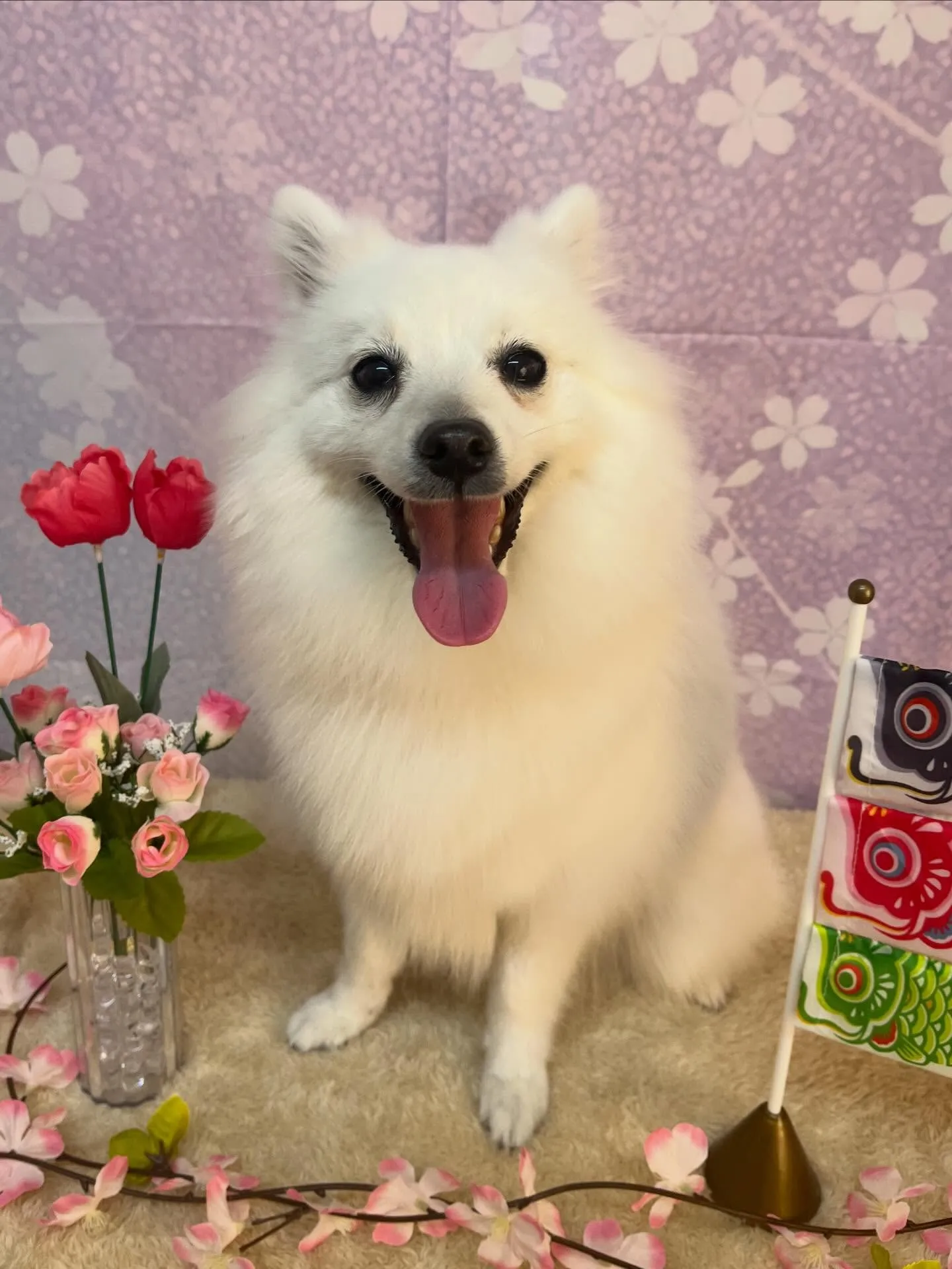 🍃4/21のトリミング🍃日本スピッツ🐶｜名東区・千種区・守山...