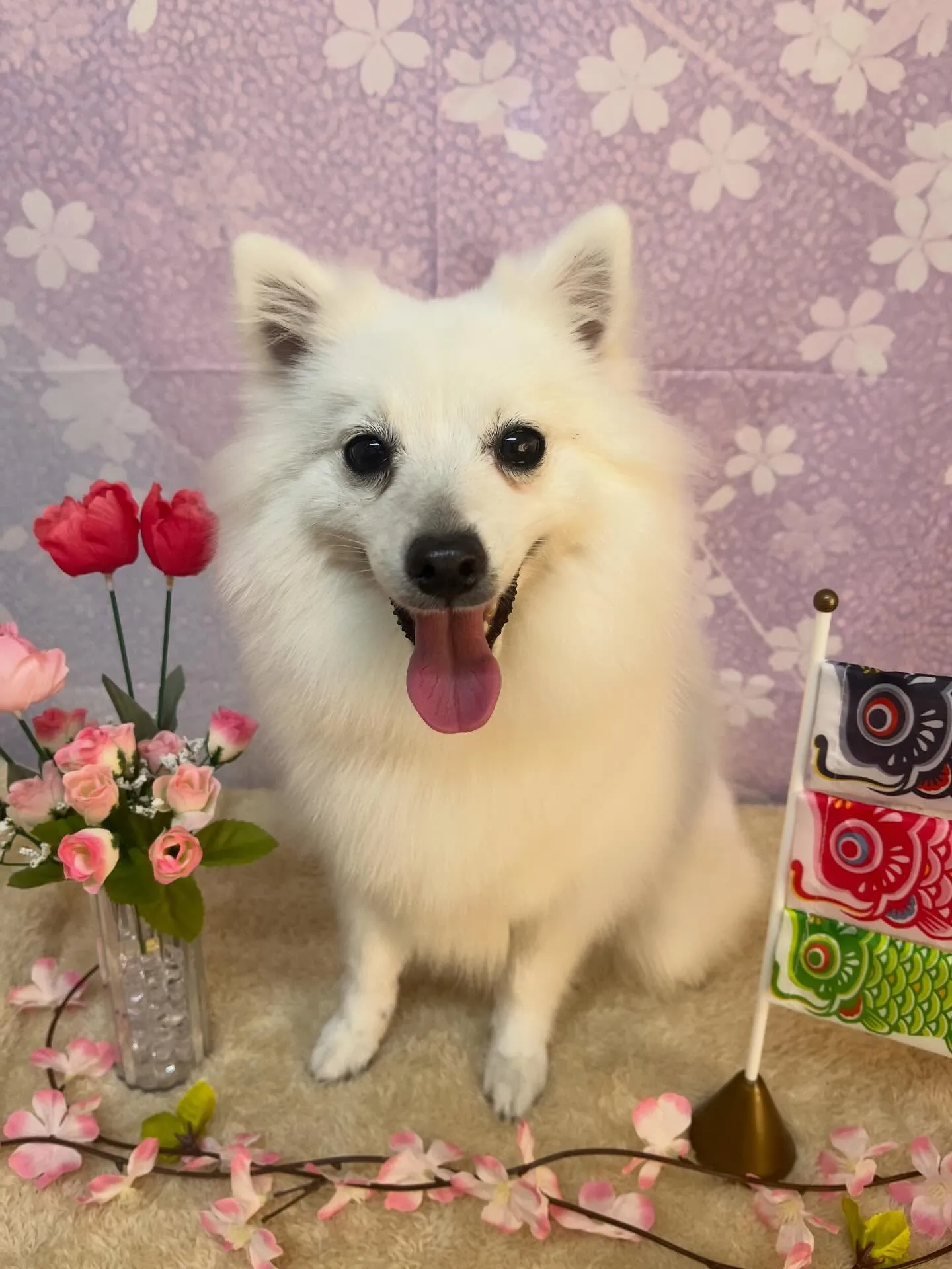 🍃4/21のトリミング🍃日本スピッツ🐶｜名東区・千種区・守山...