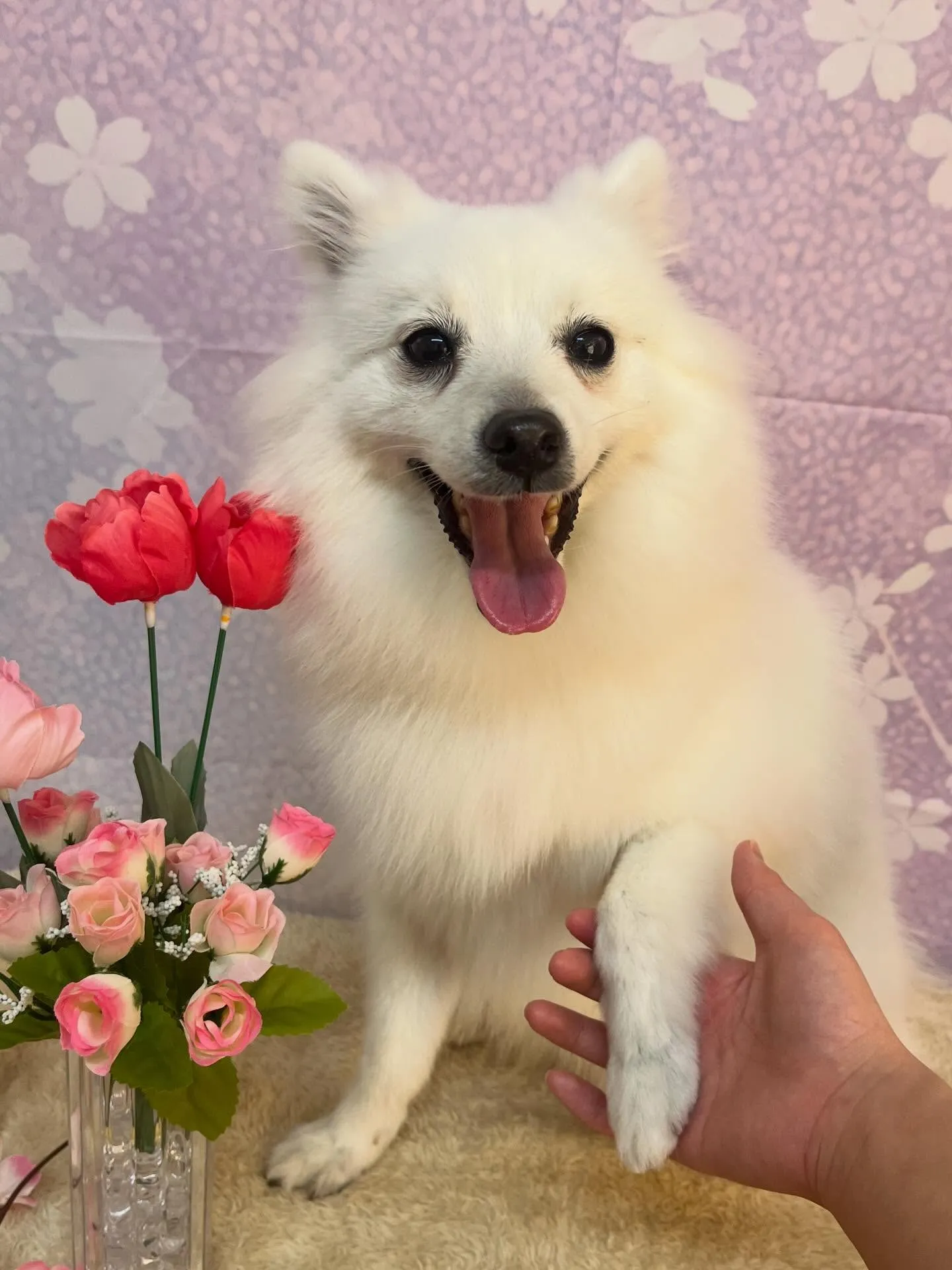 🍃4/21のトリミング🍃日本スピッツ🐶｜名東区・千種区・守山...