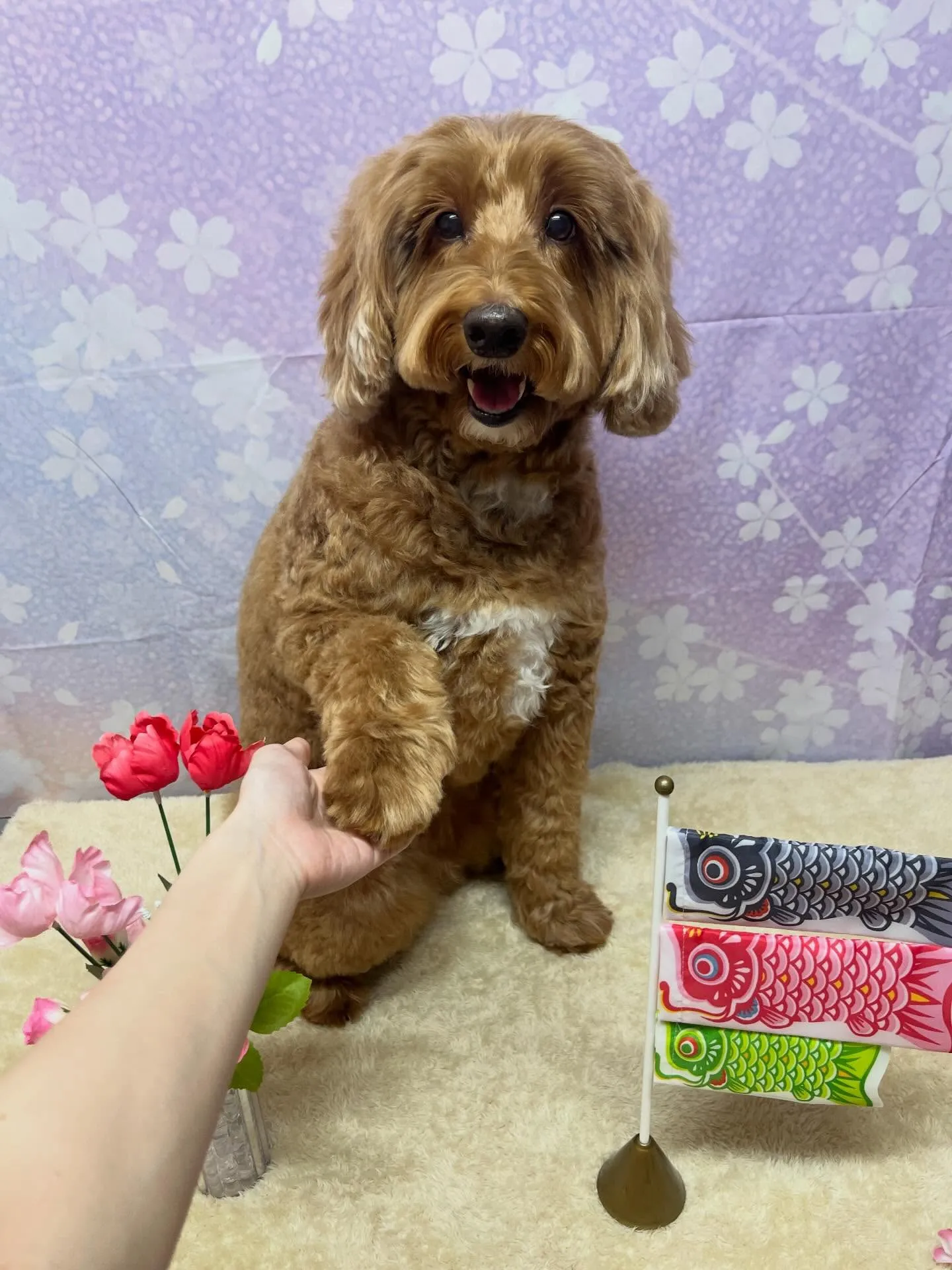 🍃4/21のトリミング🍃ドゥードゥル🐶｜名東区・千種区・守山...