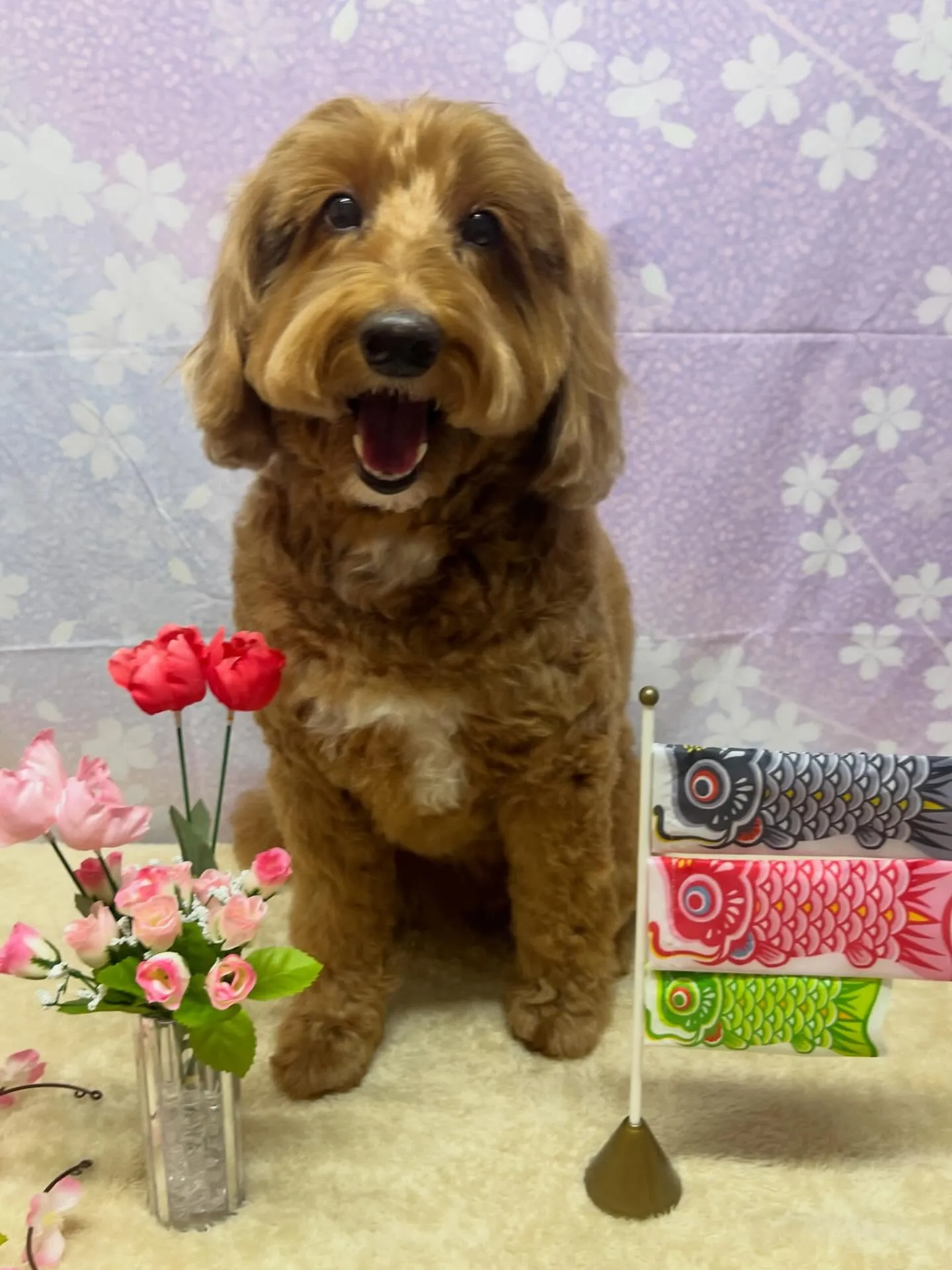 🍃4/21のトリミング🍃ドゥードゥル🐶｜名東区・千種区・守山...