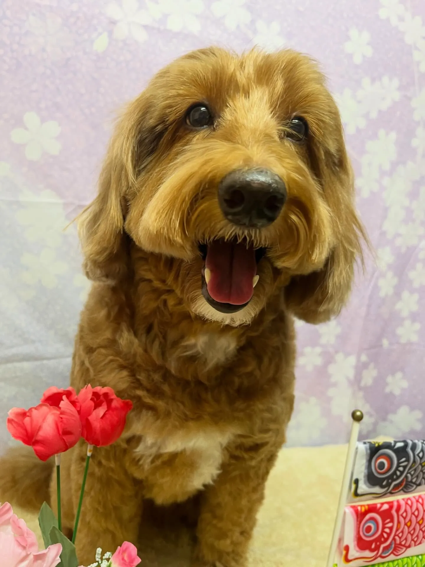 🍃4/21のトリミング🍃ドゥードゥル🐶｜名東区・千種区・守山...