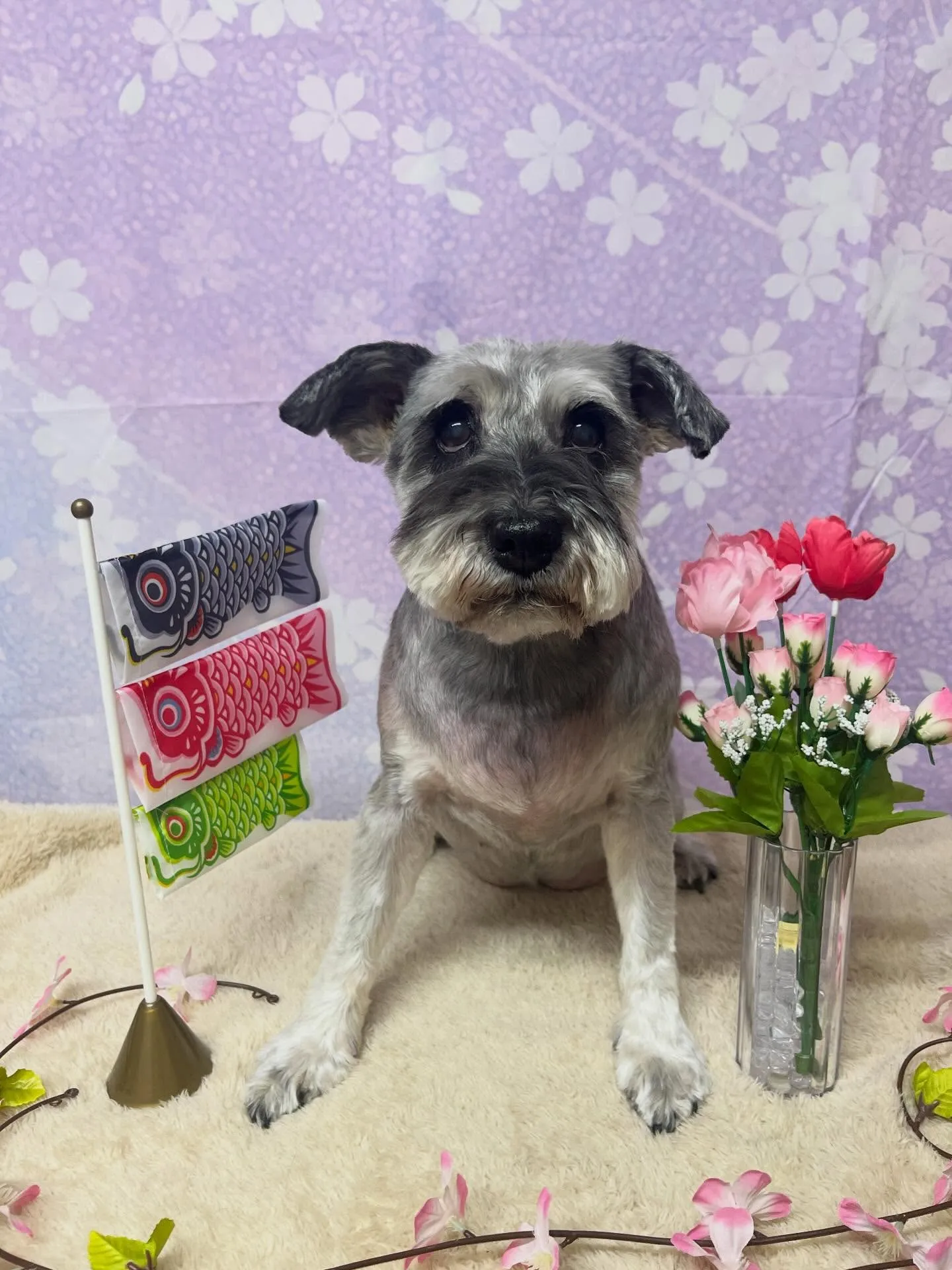 🍃4/22のトリミング🍃シュナウザー🐶｜名東区・千種区・守山...