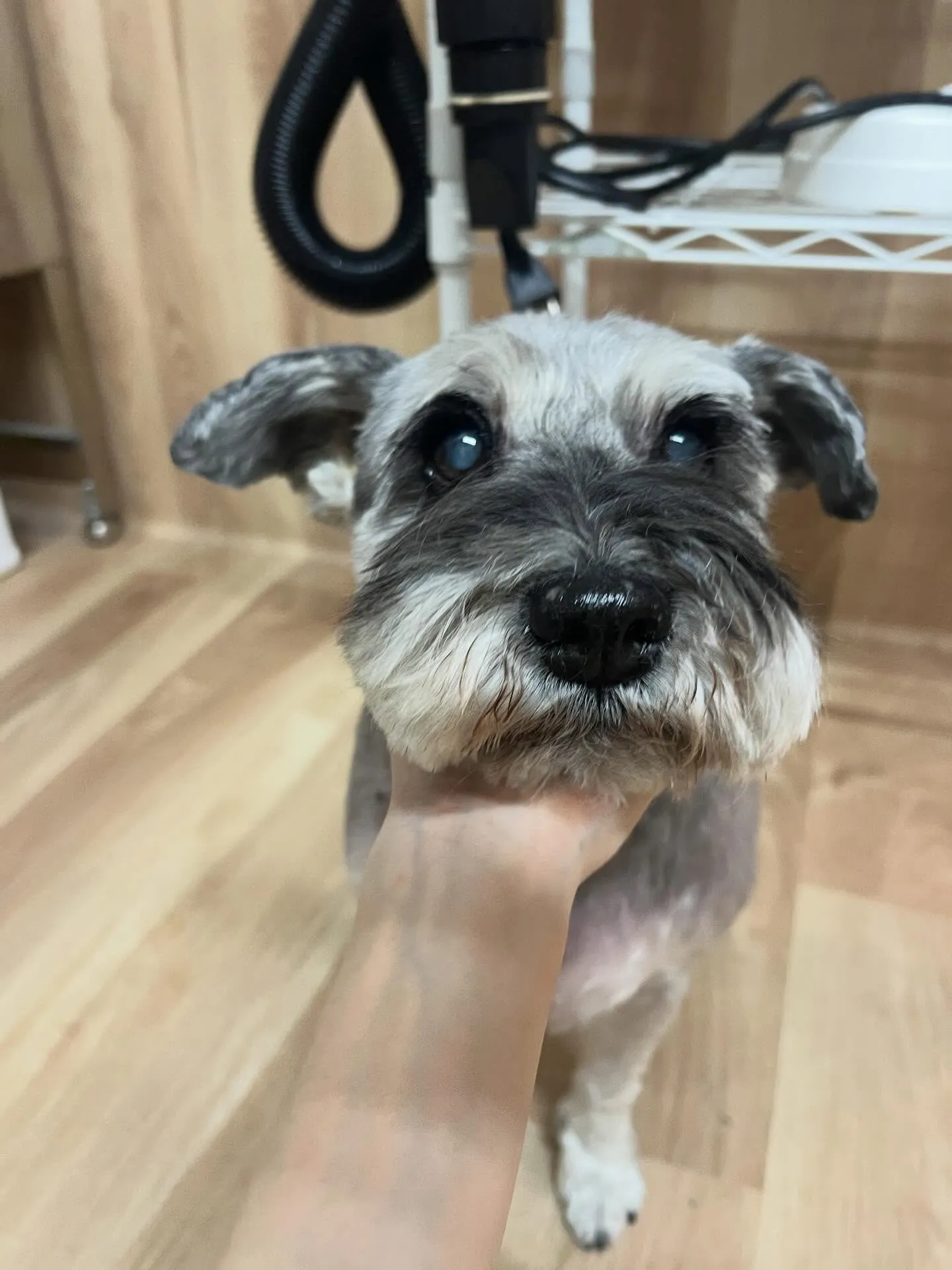 🍃4/22のトリミング🍃シュナウザー🐶｜名東区・千種区・守山...