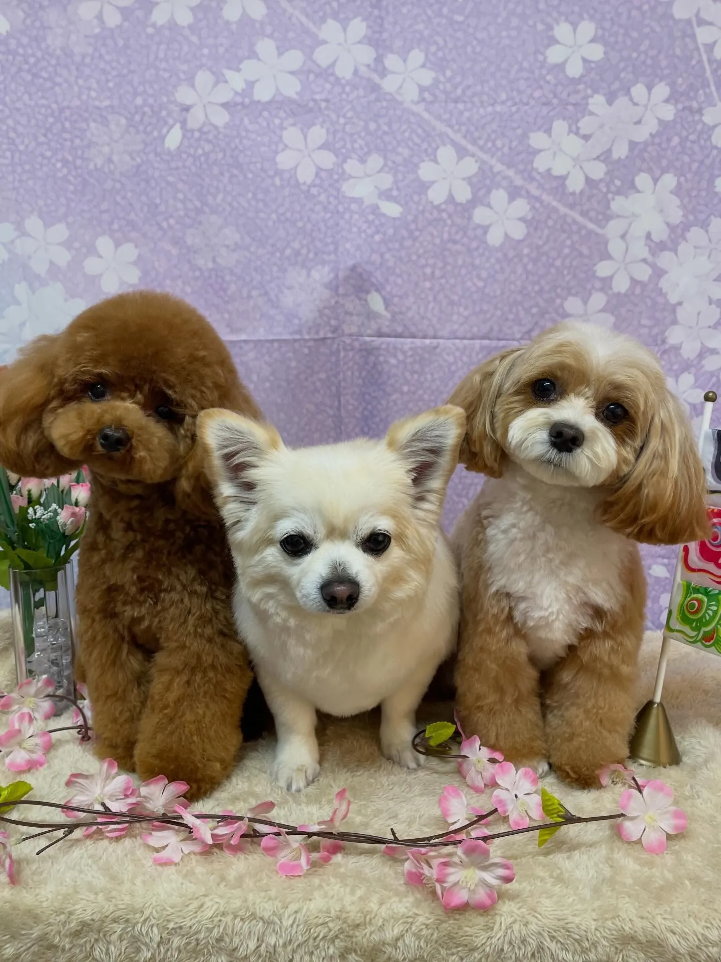 🍃4/22のトリミング🍃チワワ🐶プードル🐶ミックス犬🐶｜名東...