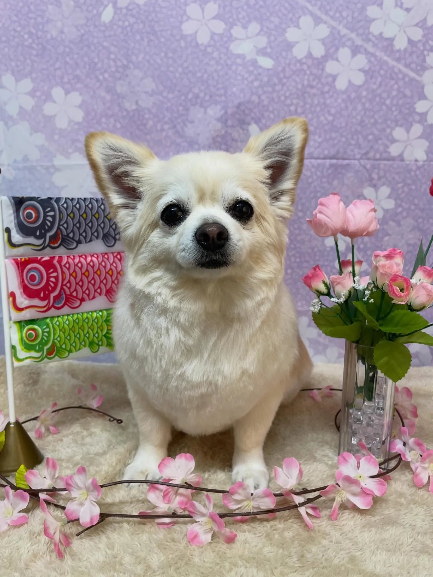 🍃4/22のトリミング🍃チワワ🐶プードル🐶ミックス犬🐶｜名東...