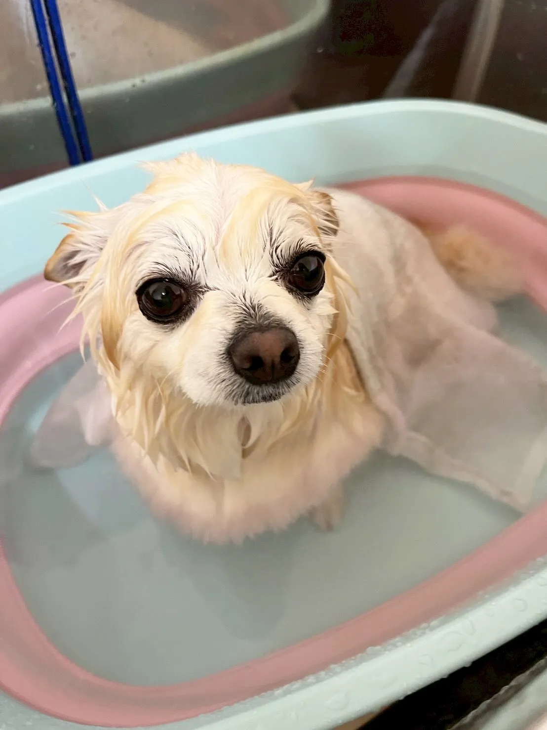 🍃4/22のトリミング🍃チワワ🐶プードル🐶ミックス犬🐶｜名東...