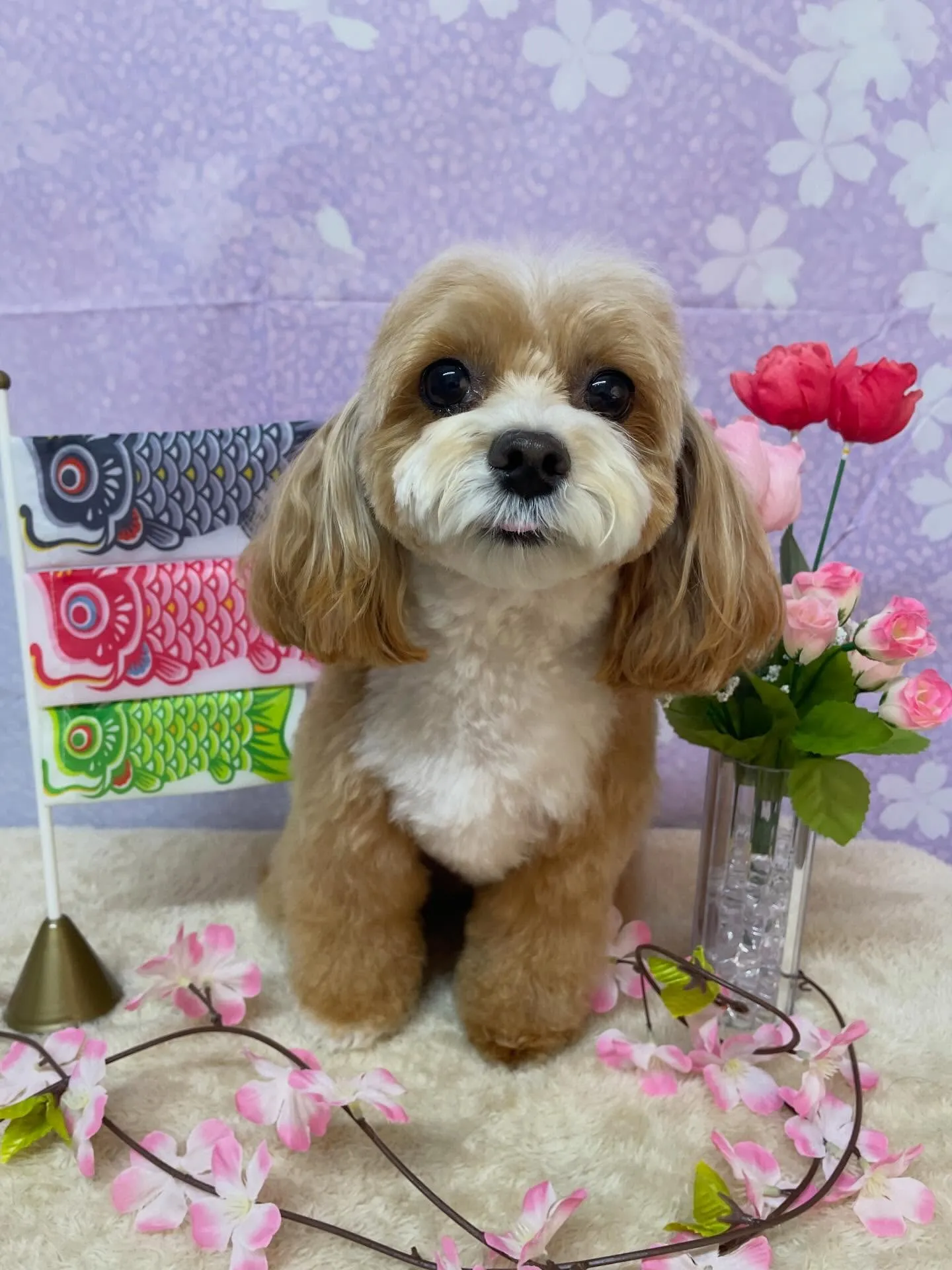 🍃4/22のトリミング🍃チワワ🐶プードル🐶ミックス犬🐶｜名東...