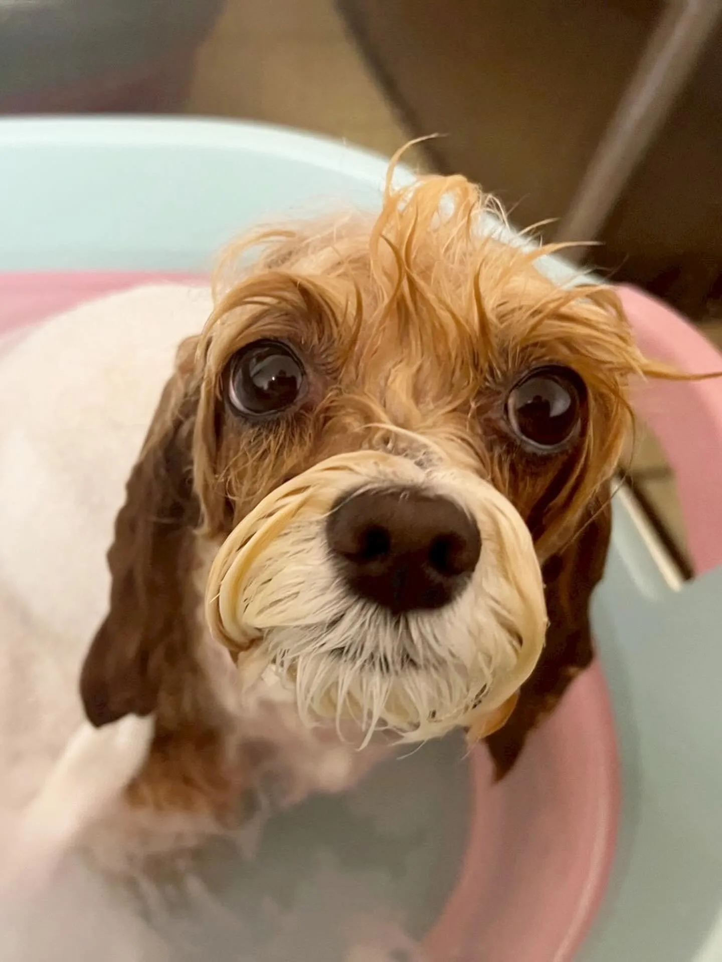 🍃4/22のトリミング🍃チワワ🐶プードル🐶ミックス犬🐶｜名東...