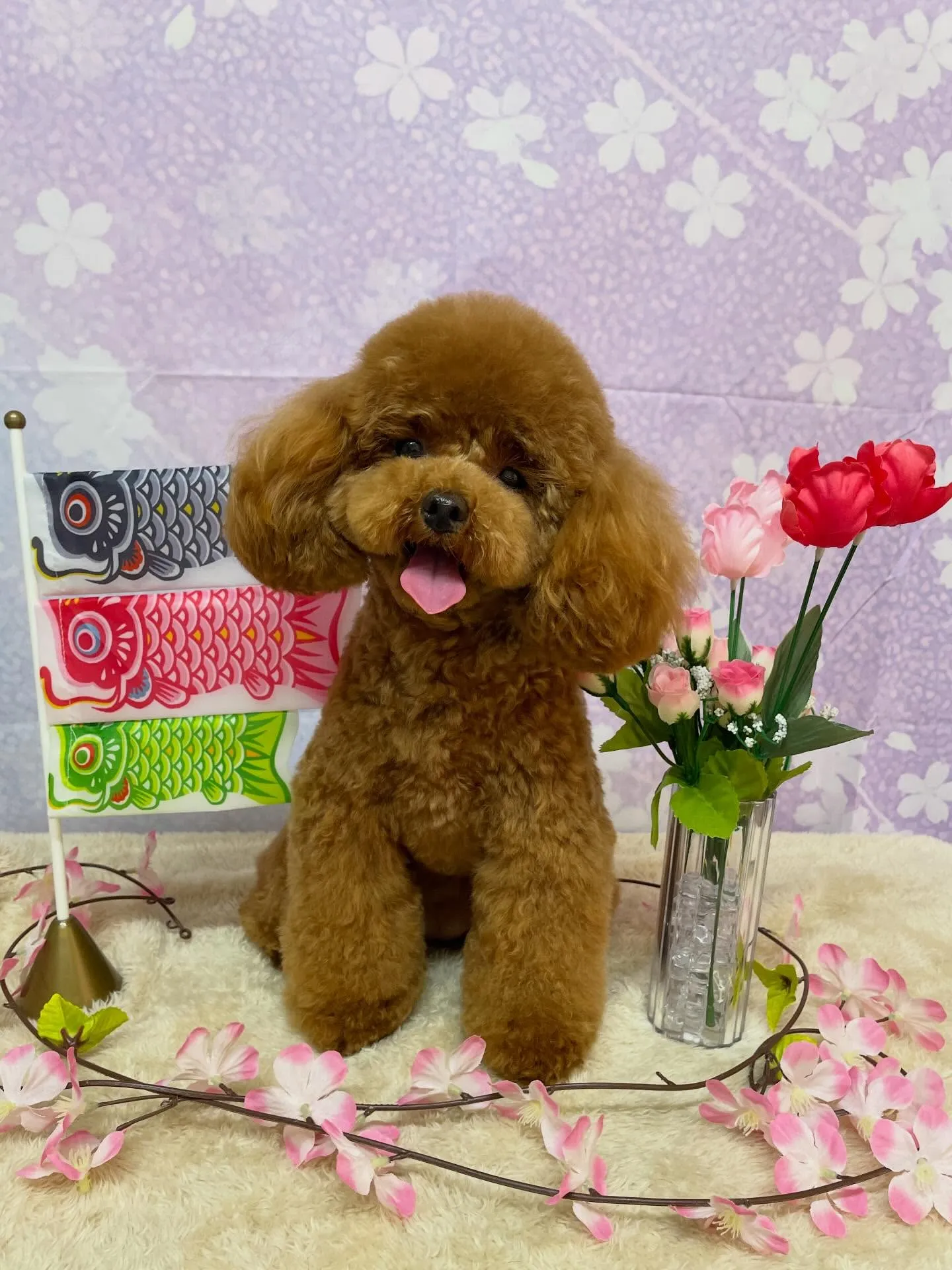 🍃4/22のトリミング🍃チワワ🐶プードル🐶ミックス犬🐶｜名東...