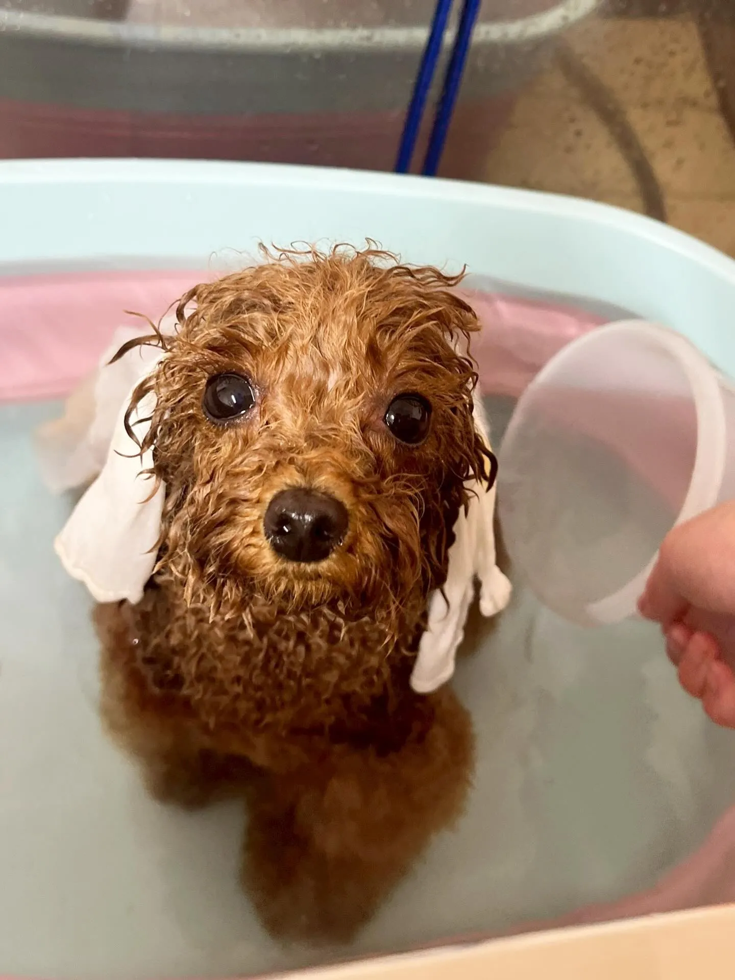 🍃4/22のトリミング🍃チワワ🐶プードル🐶ミックス犬🐶｜名東...