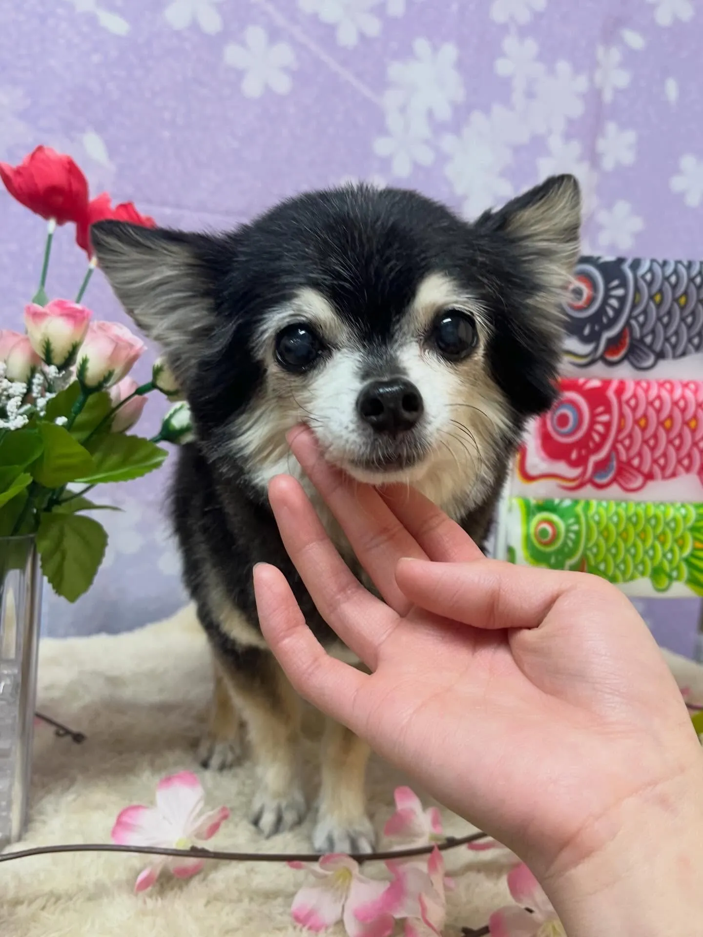 🍃4/22のトリミング🍃チワワ🐶｜名東区・千種区・守山区の動...