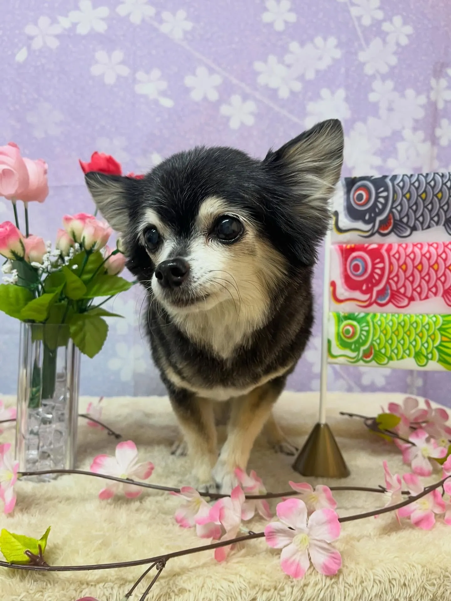 🍃4/22のトリミング🍃チワワ🐶｜名東区・千種区・守山区の動...