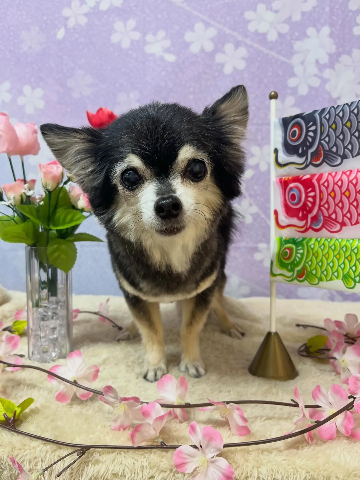 🍃4/22のトリミング🍃チワワ🐶｜名東区・千種区・守山区の動...