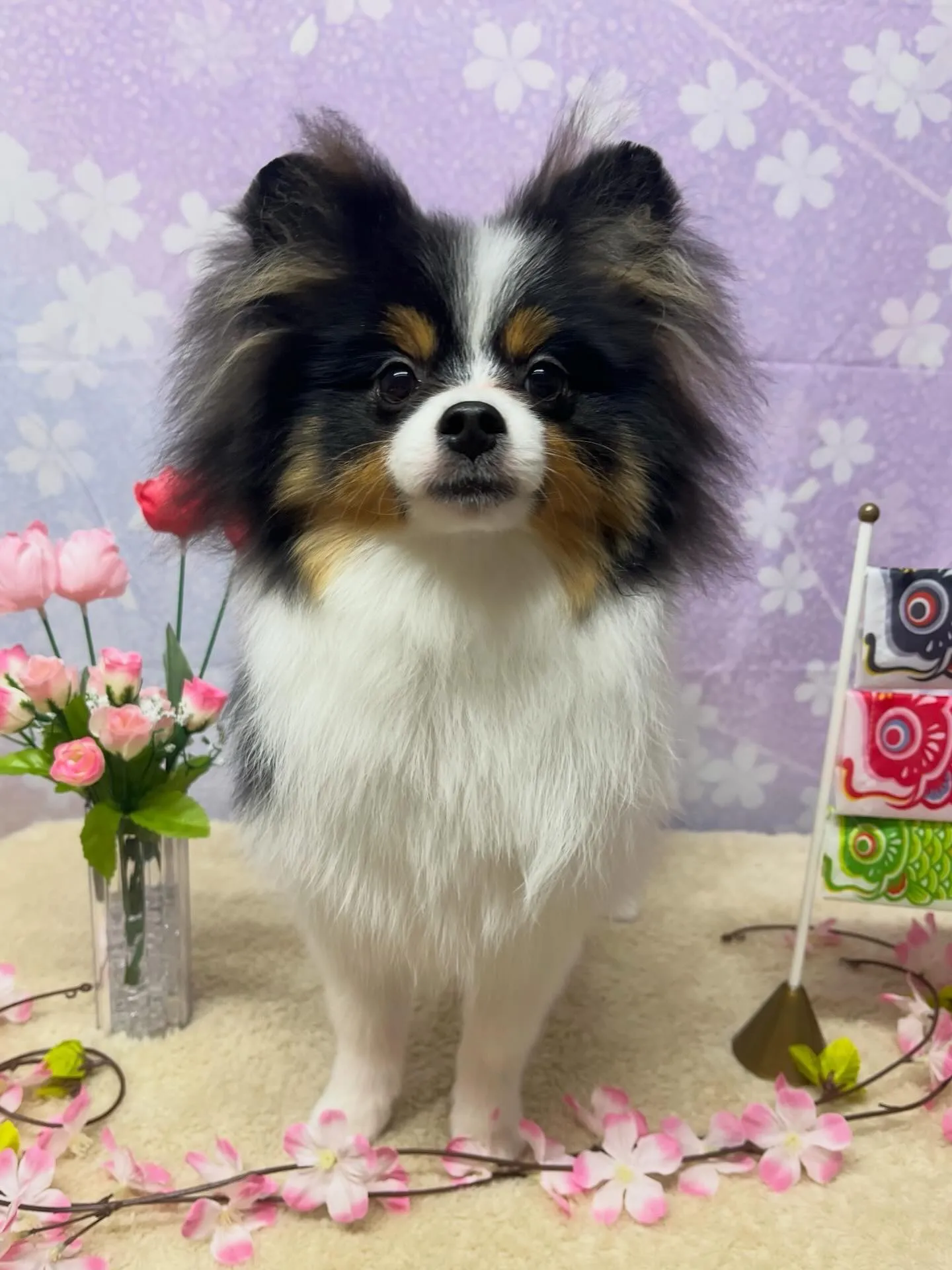 🍃4/22のトリミング🍃ポメラニアン🐶｜名東区・千種区・守山...