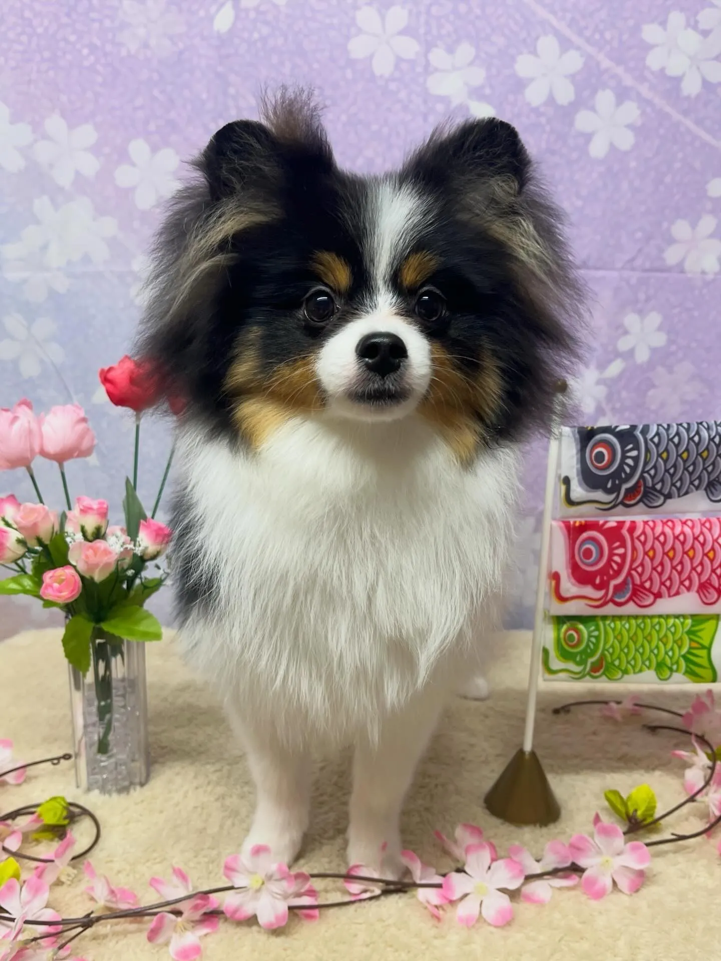 🍃4/22のトリミング🍃ポメラニアン🐶｜名東区・千種区・守山...