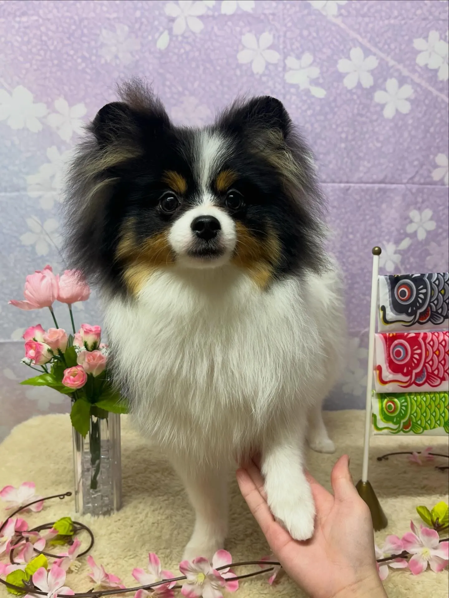 🍃4/22のトリミング🍃ポメラニアン🐶｜名東区・千種区・守山...