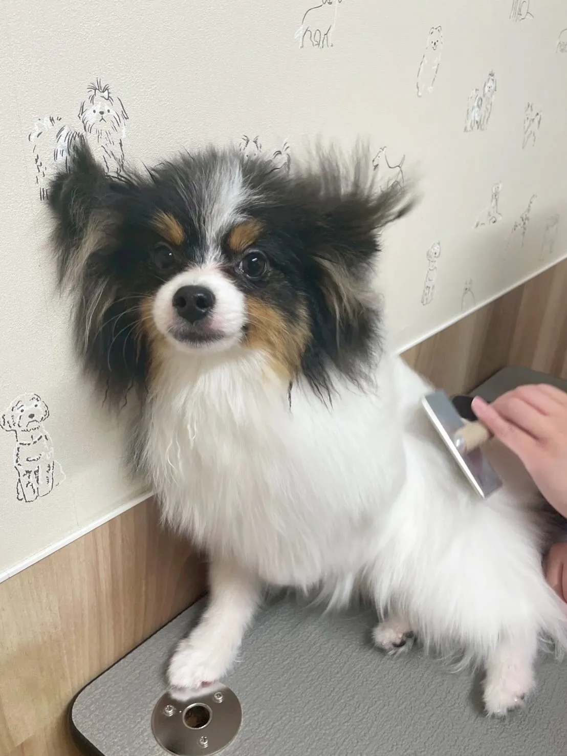 🍃4/22のトリミング🍃ポメラニアン🐶｜名東区・千種区・守山...