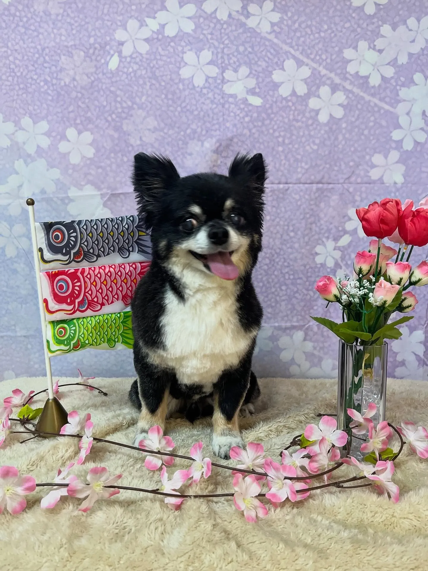 🍃4/24のトリミング🍃チワワ🐶｜名東区・千種区・守山区の動...