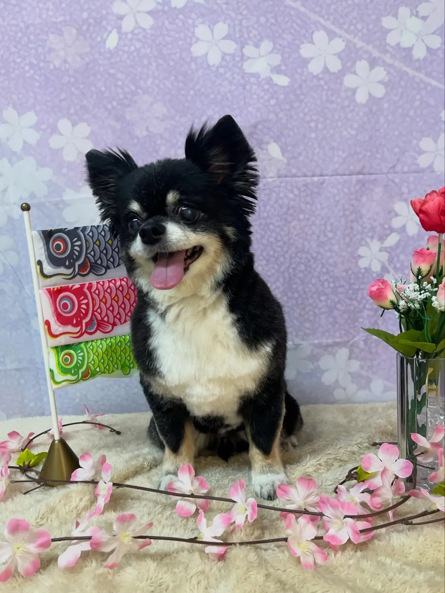 🍃4/24のトリミング🍃チワワ🐶｜名東区・千種区・守山区の動...