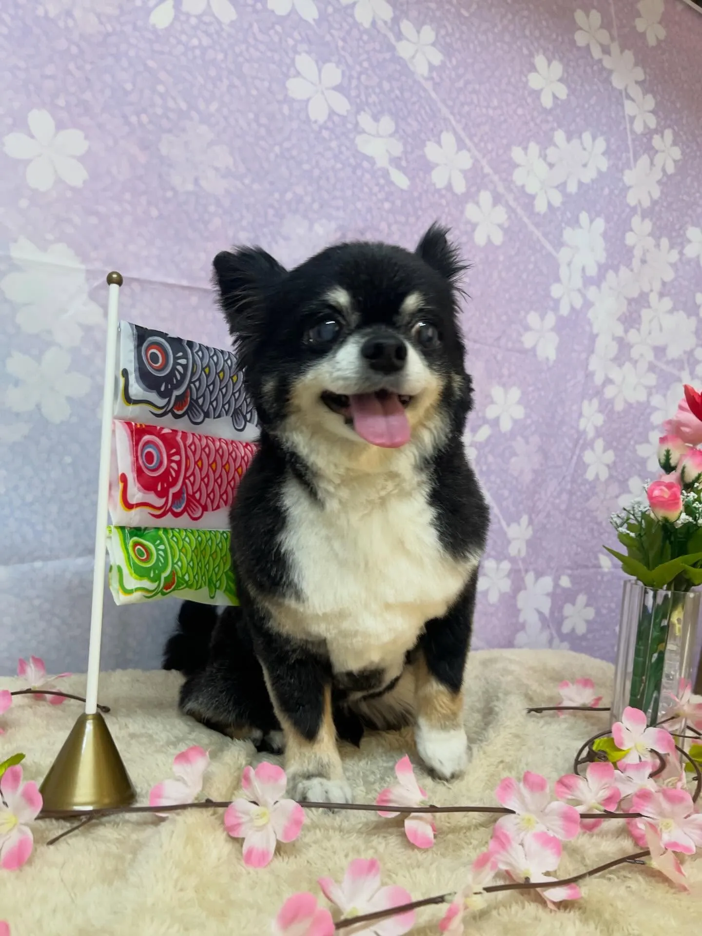 🍃4/24のトリミング🍃チワワ🐶｜名東区・千種区・守山区の動...