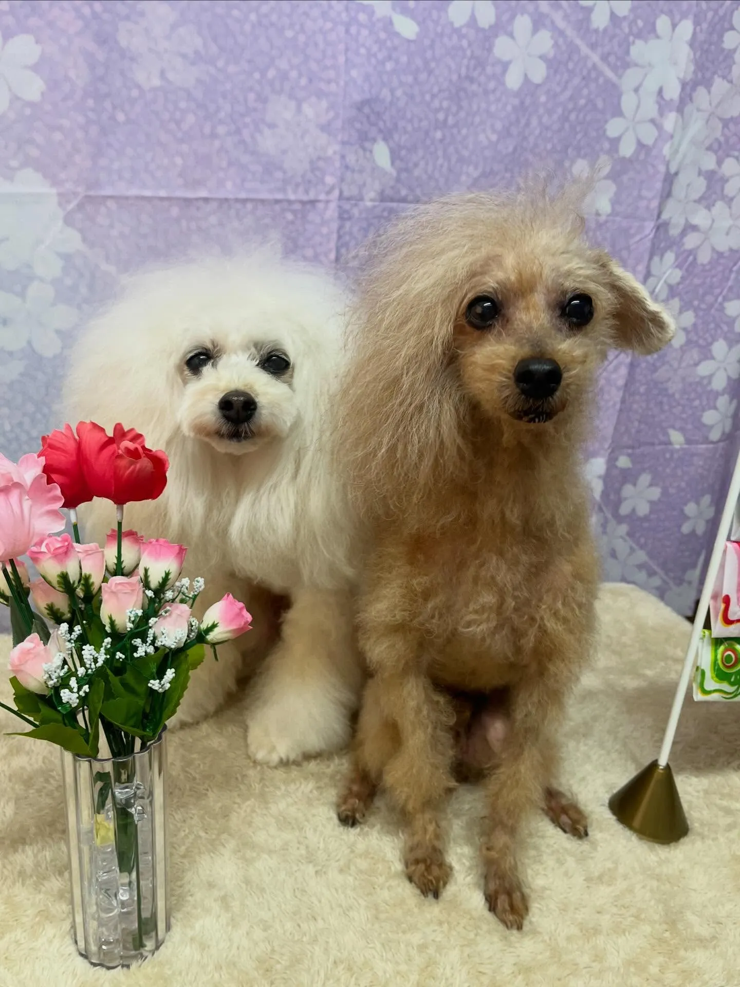 🍃4/24のトリミング🍃プードル🐶｜名東区・千種区・守山区の...