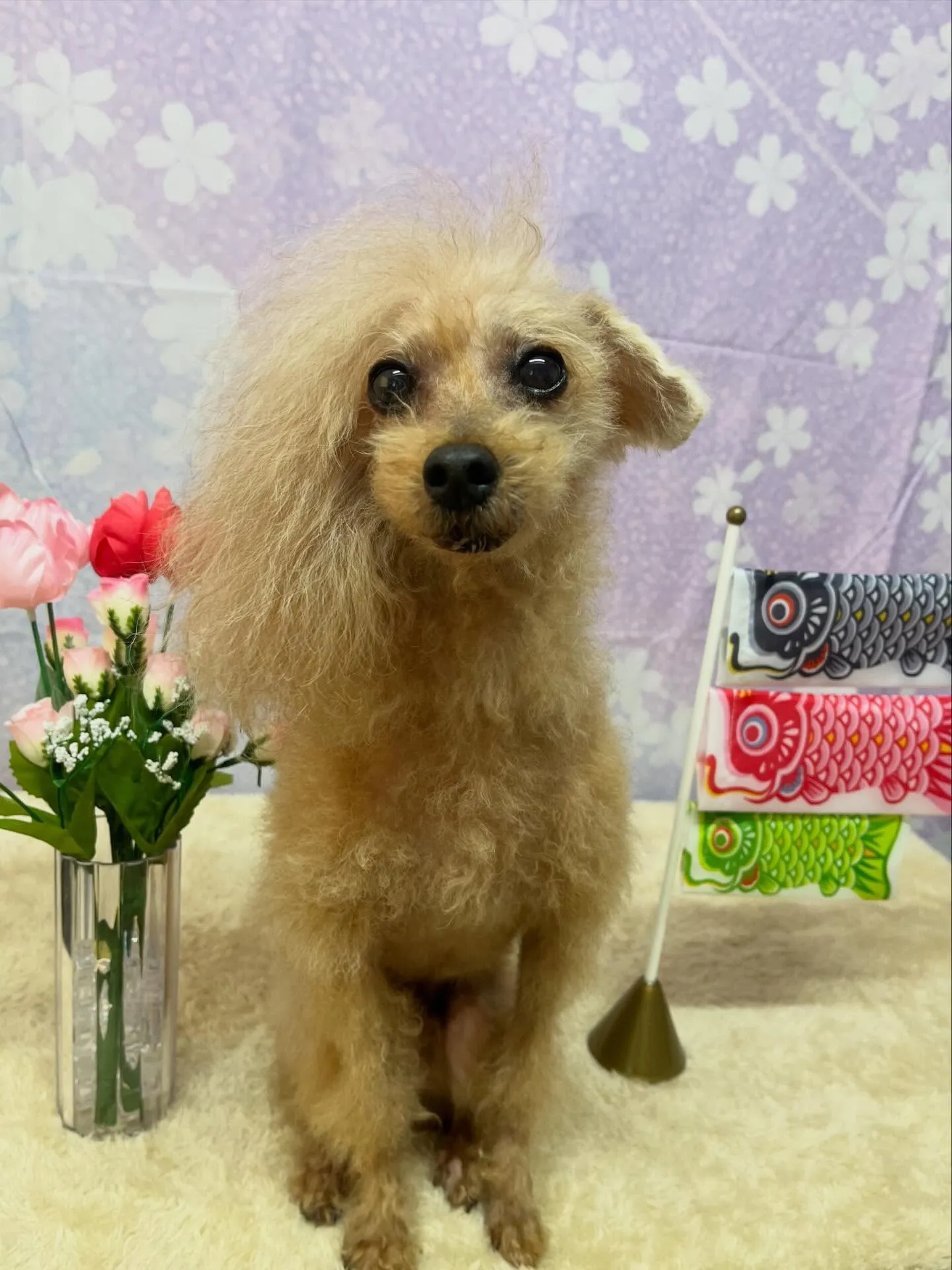 🍃4/24のトリミング🍃プードル🐶｜名東区・千種区・守山区の...