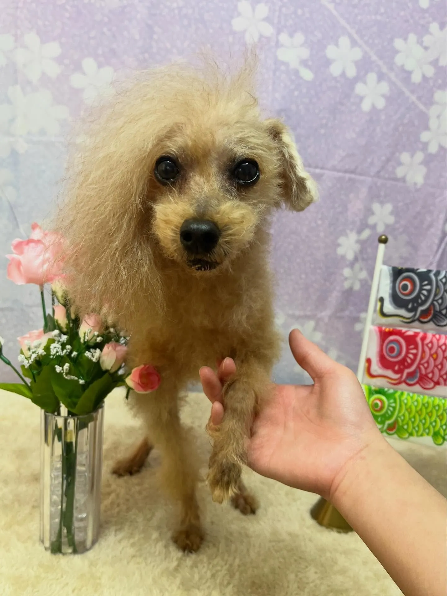 🍃4/24のトリミング🍃プードル🐶｜名東区・千種区・守山区の...