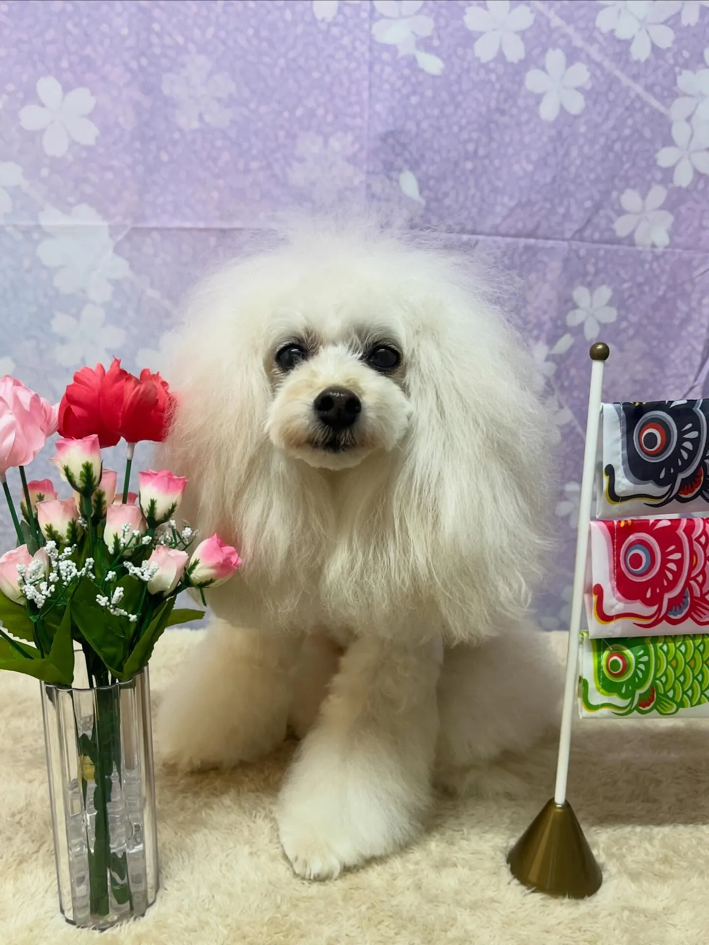 🍃4/24のトリミング🍃プードル🐶｜名東区・千種区・守山区の...