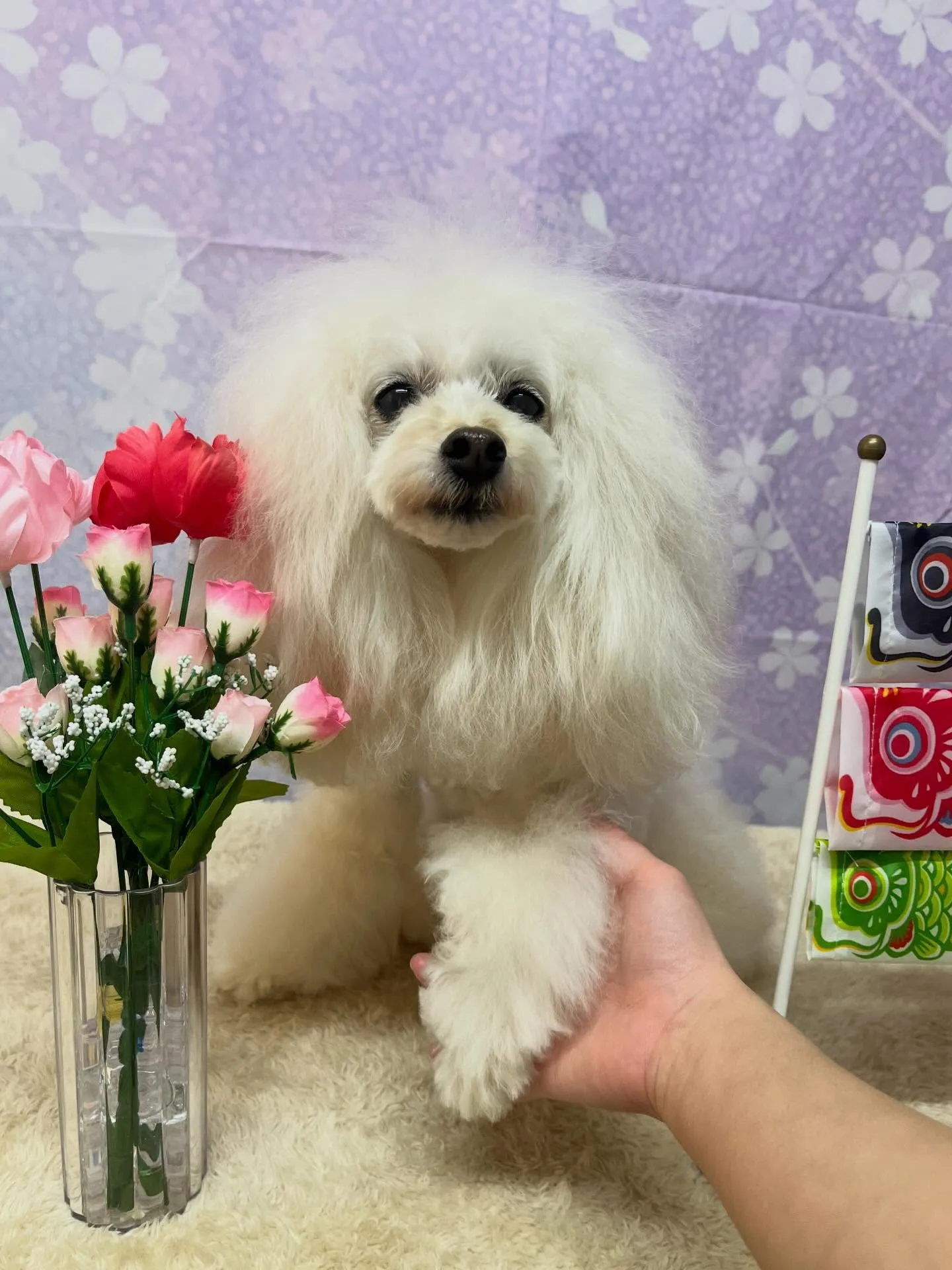 🍃4/24のトリミング🍃プードル🐶｜名東区・千種区・守山区の...