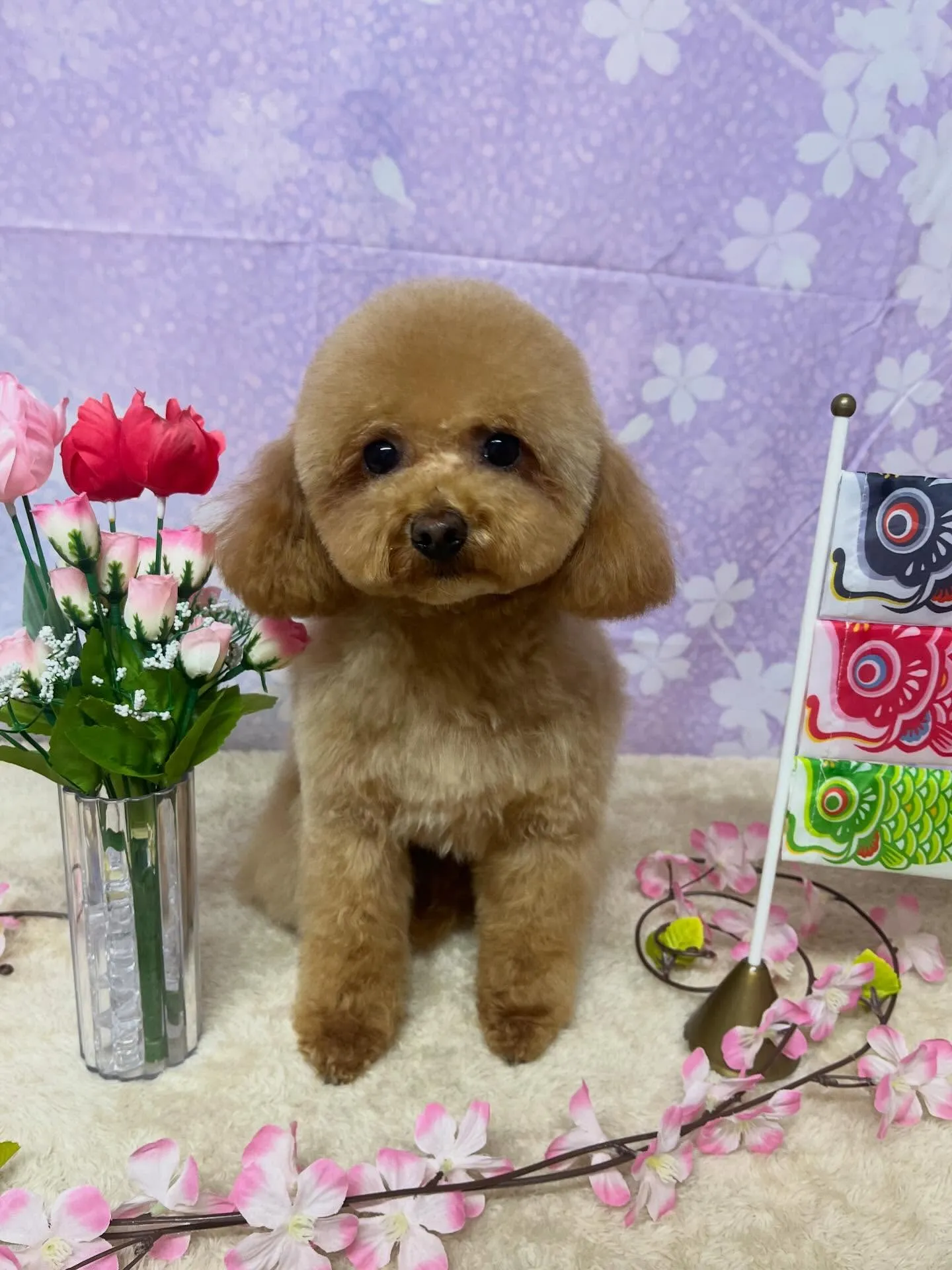 🍃4/24のトリミング🍃プードル🐶｜名東区・千種区・守山区の...