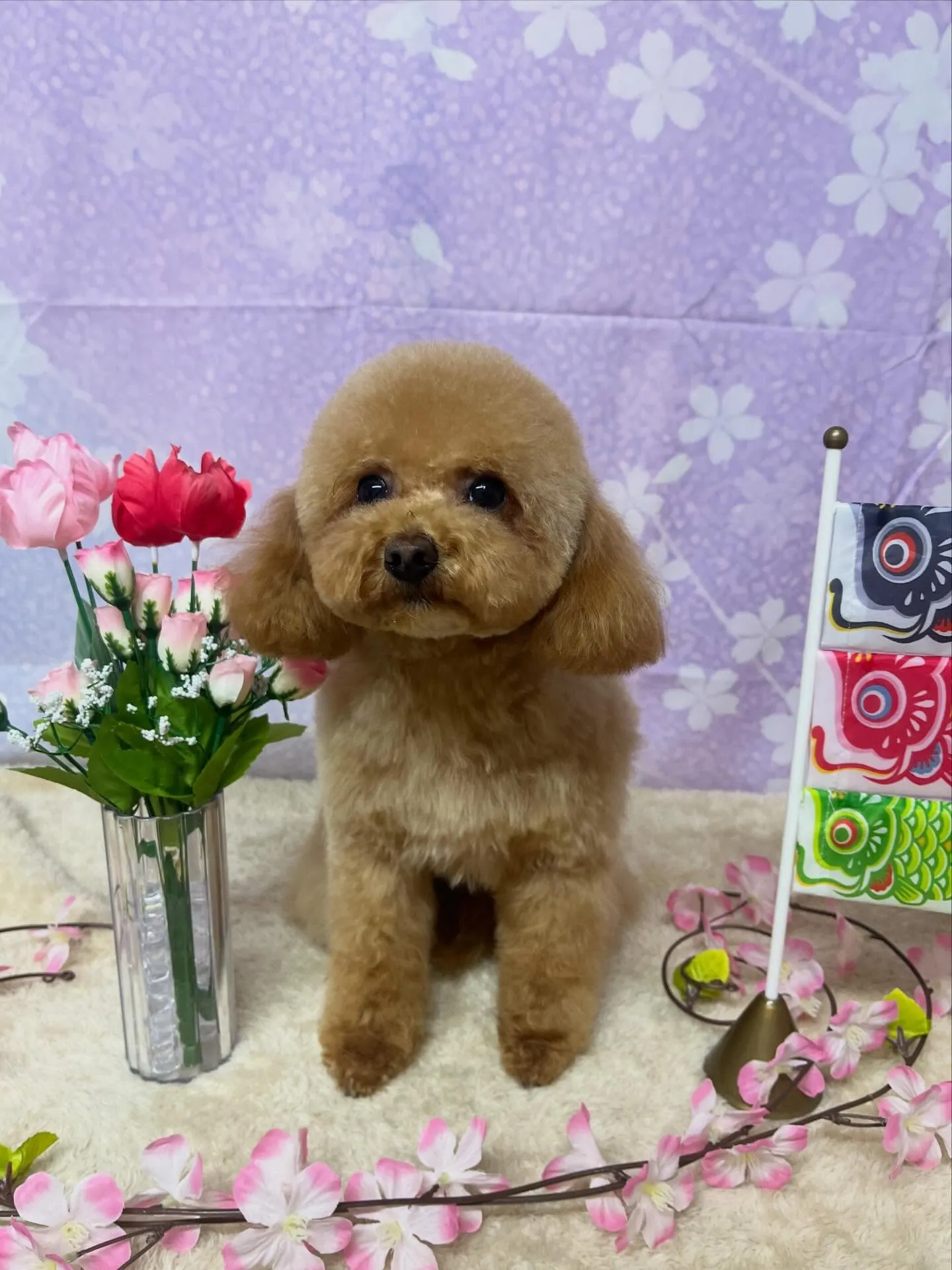 🍃4/24のトリミング🍃プードル🐶｜名東区・千種区・守山区の...