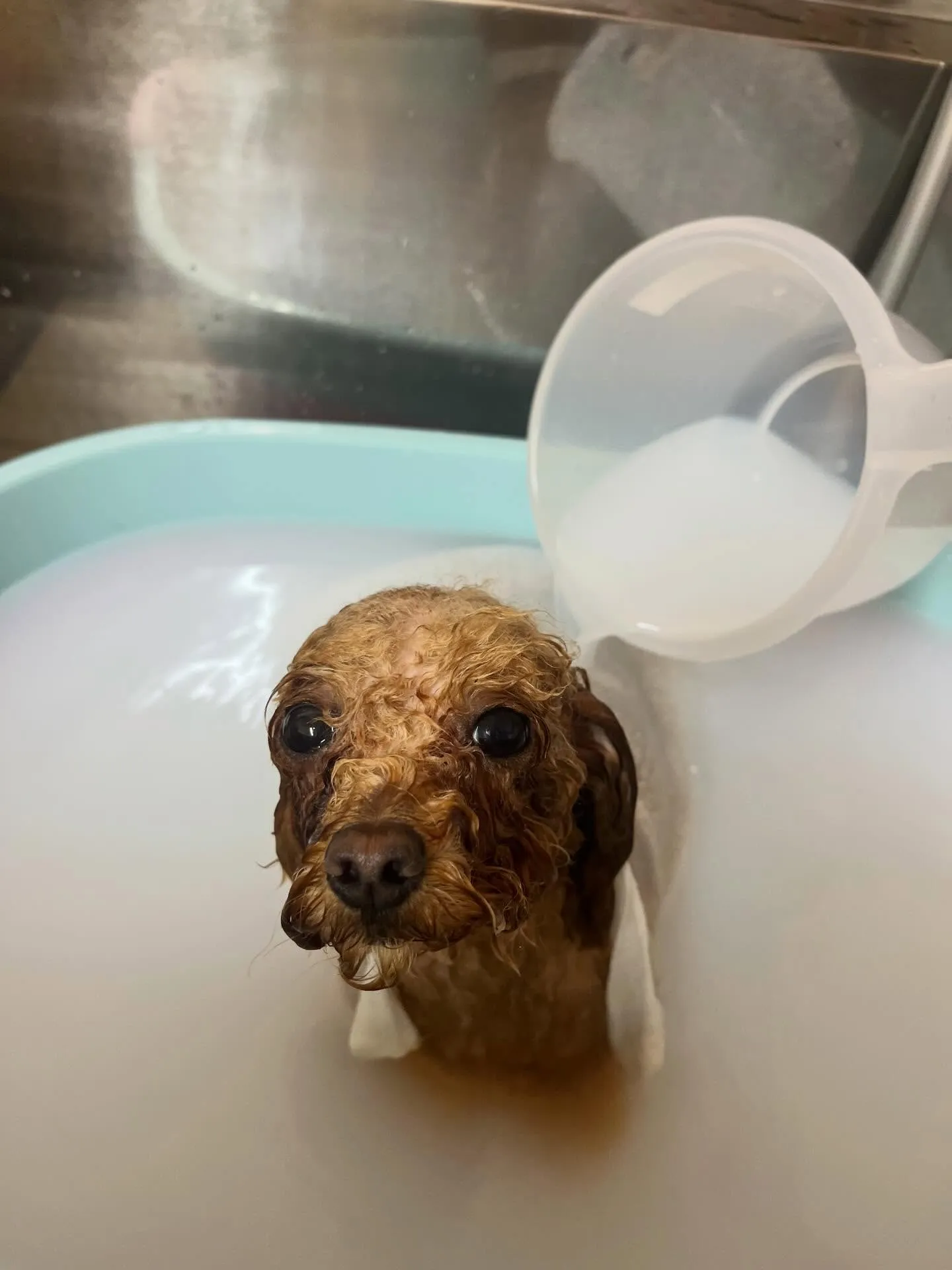 🍃4/24のトリミング🍃プードル🐶｜名東区・千種区・守山区の...