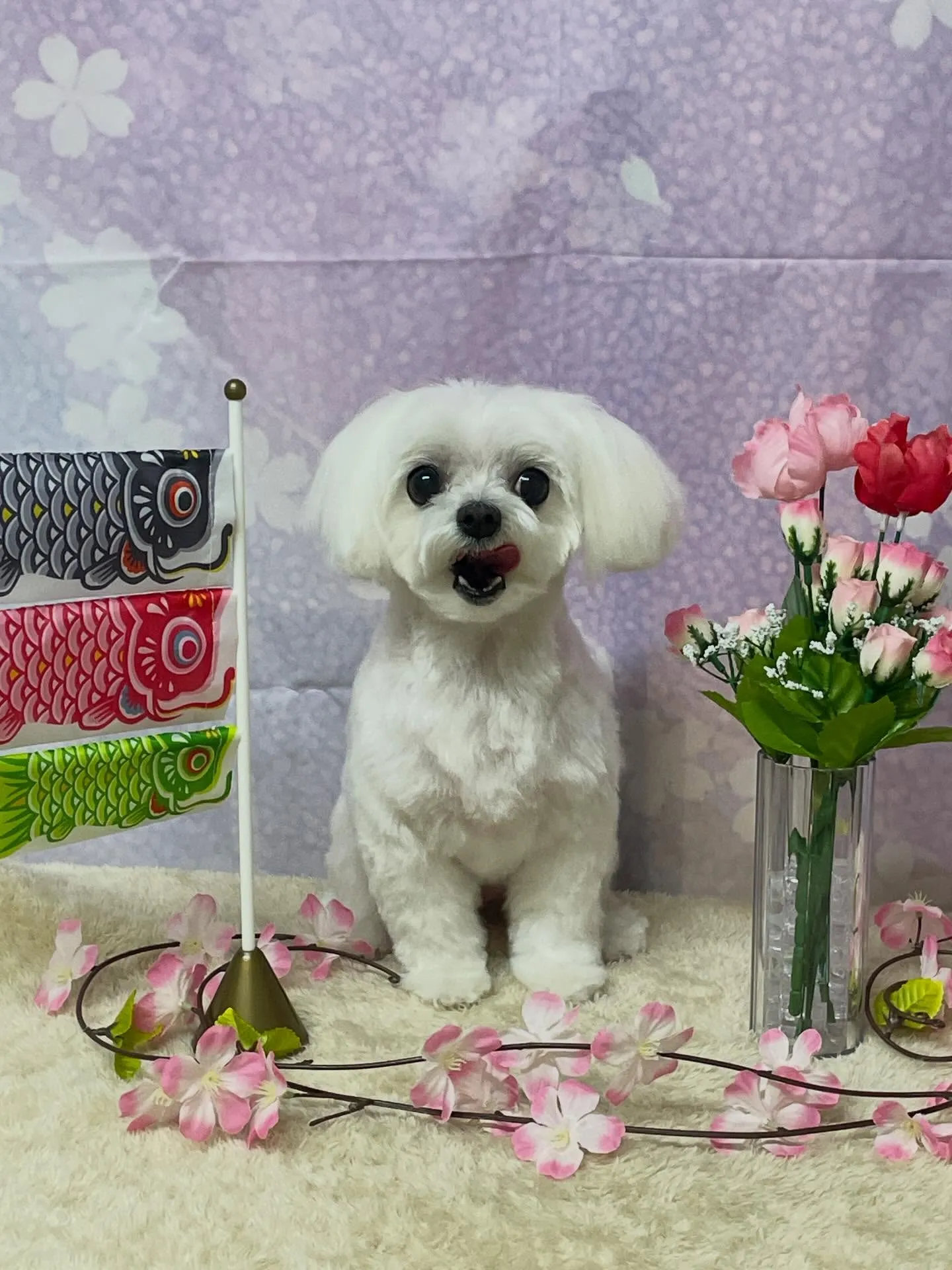 🍃4/24のトリミング🍃マルチーズ🐶｜名東区・千種区・守山区...