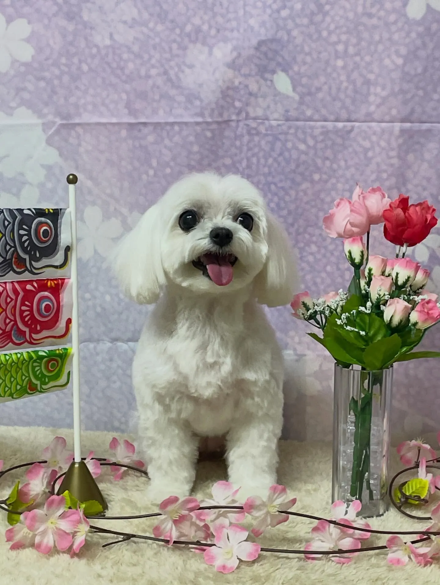 🍃4/24のトリミング🍃マルチーズ🐶｜名東区・千種区・守山区...