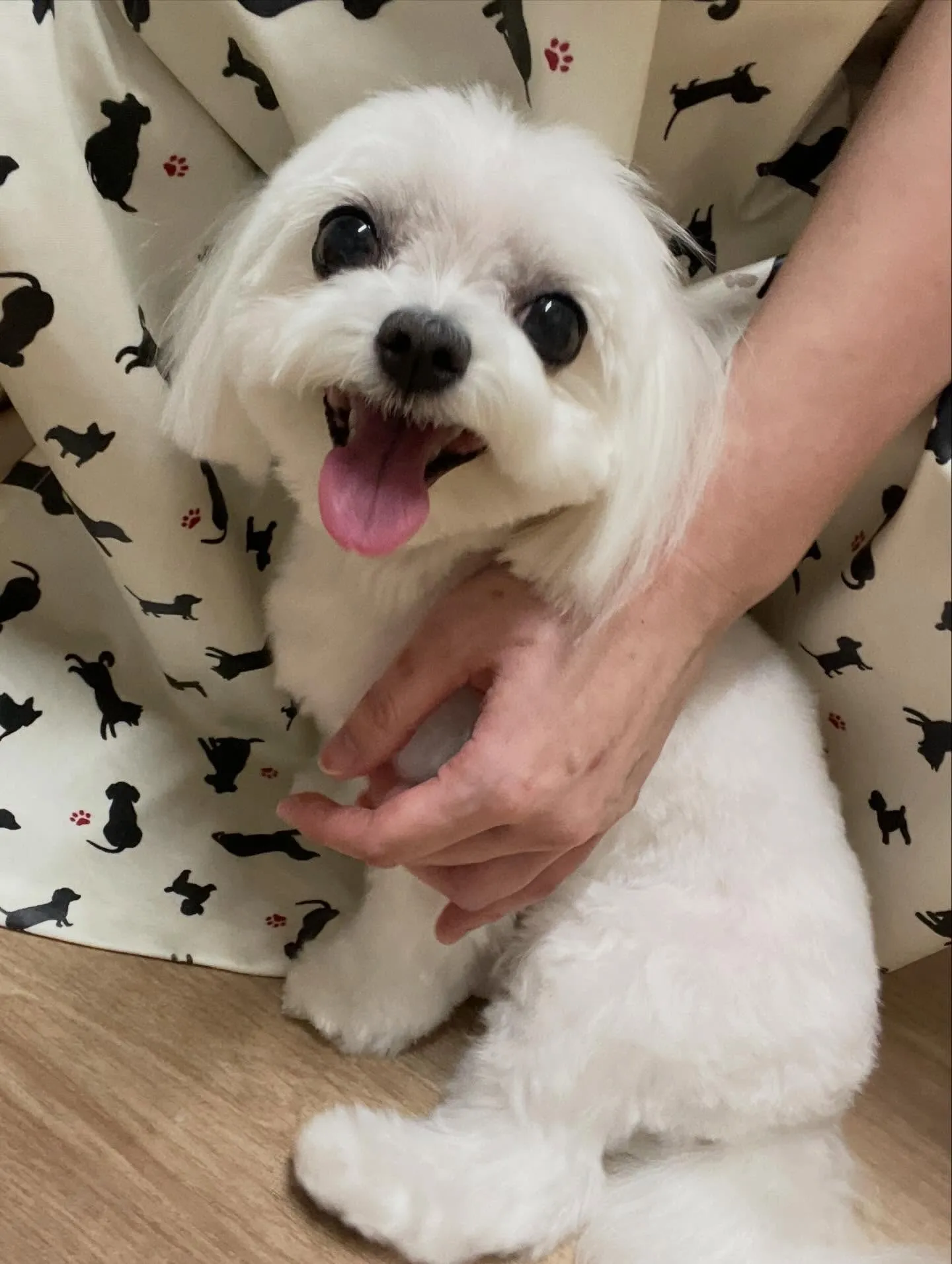 🍃4/24のトリミング🍃マルチーズ🐶｜名東区・千種区・守山区...