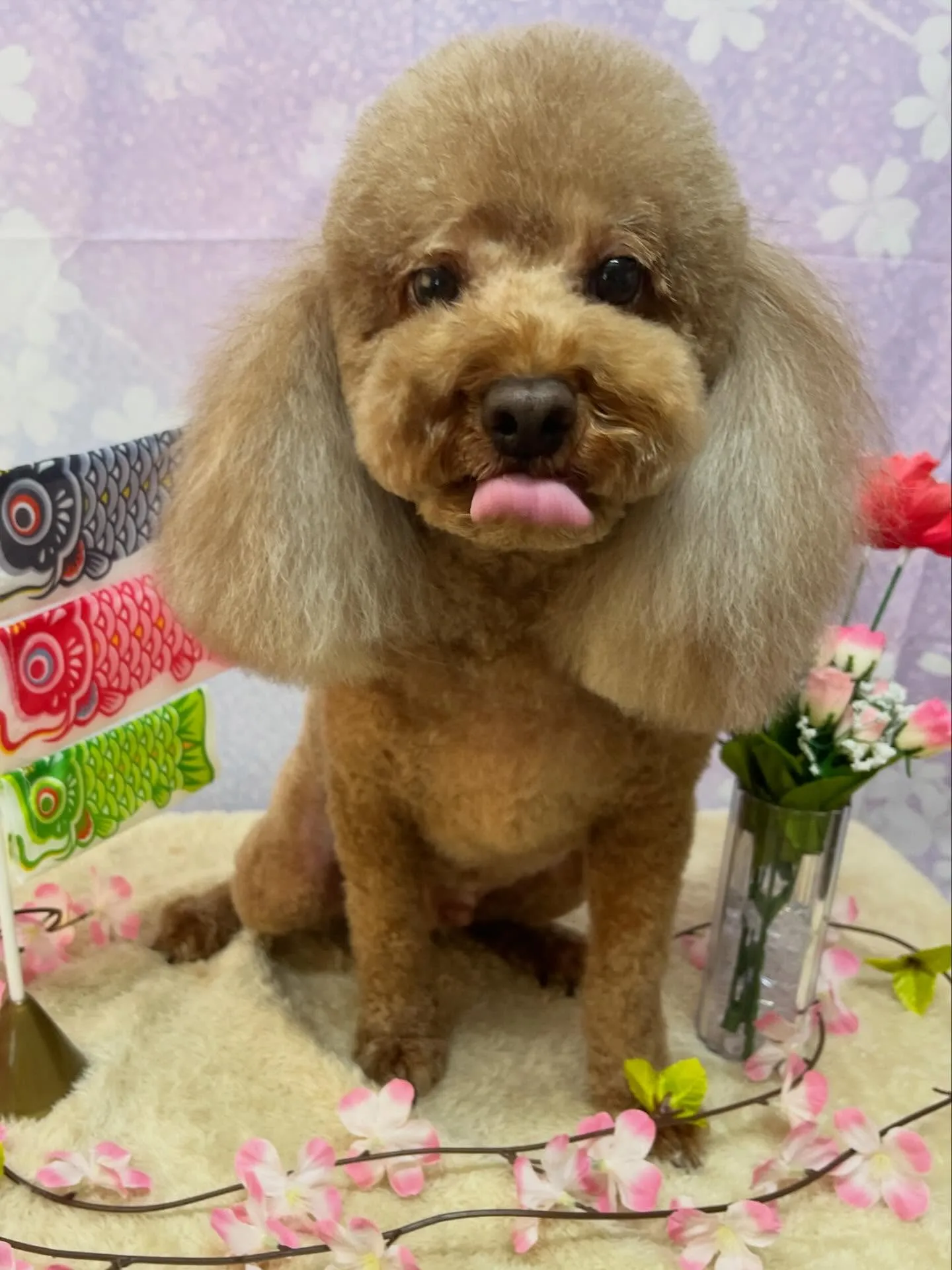 🍃4/25のトリミング🍃プードル🐶｜名東区・千種区・守山区の...