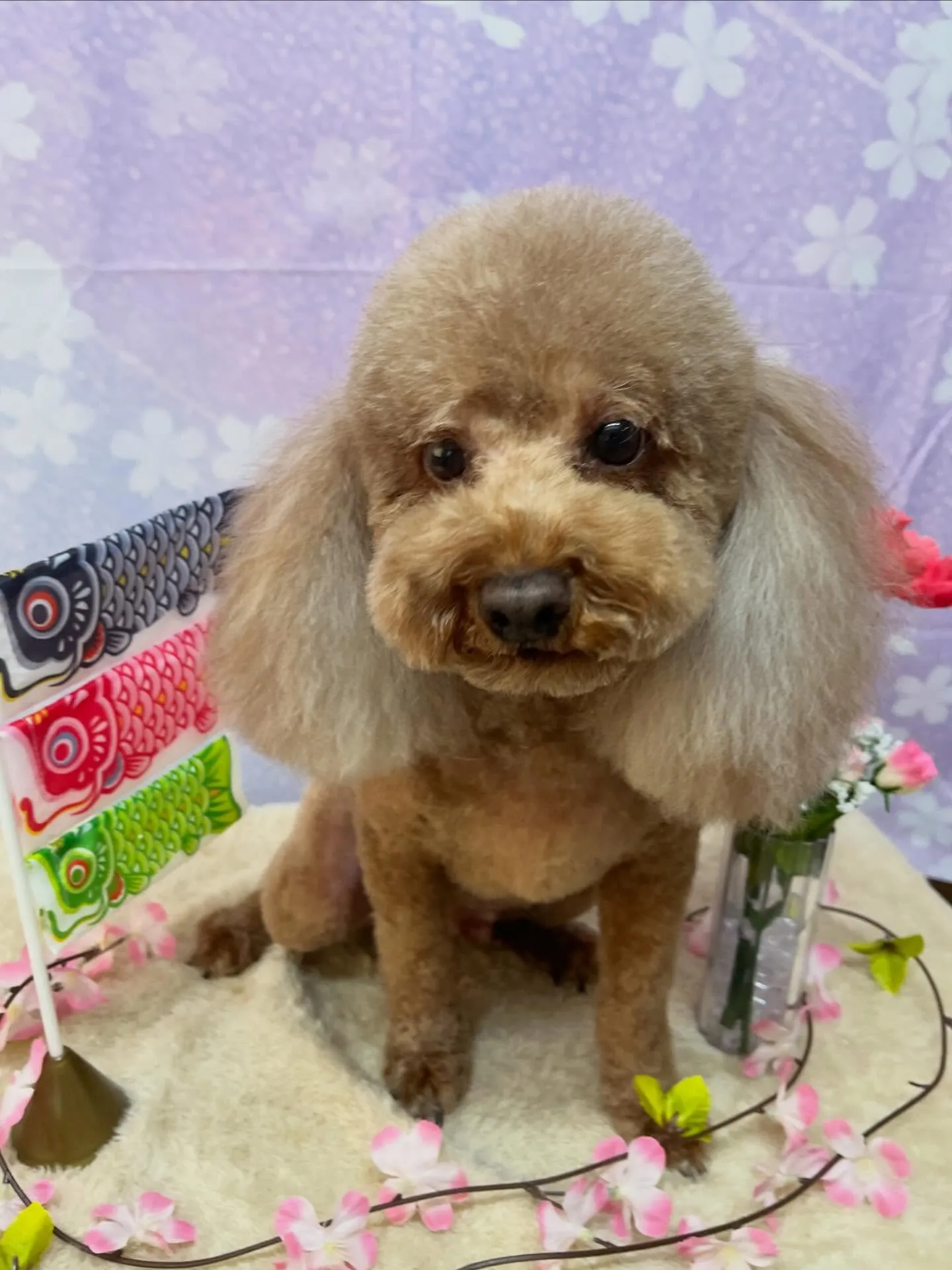 🍃4/25のトリミング🍃プードル🐶｜名東区・千種区・守山区の...