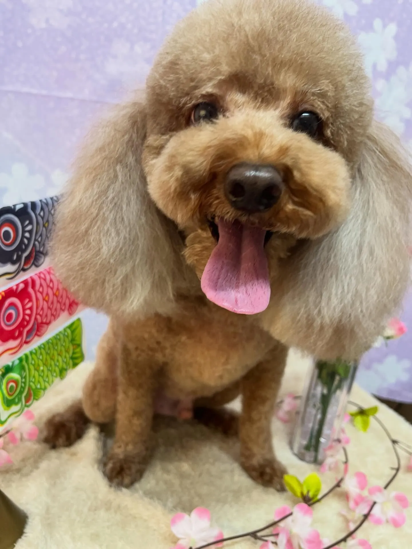 🍃4/25のトリミング🍃プードル🐶｜名東区・千種区・守山区の...